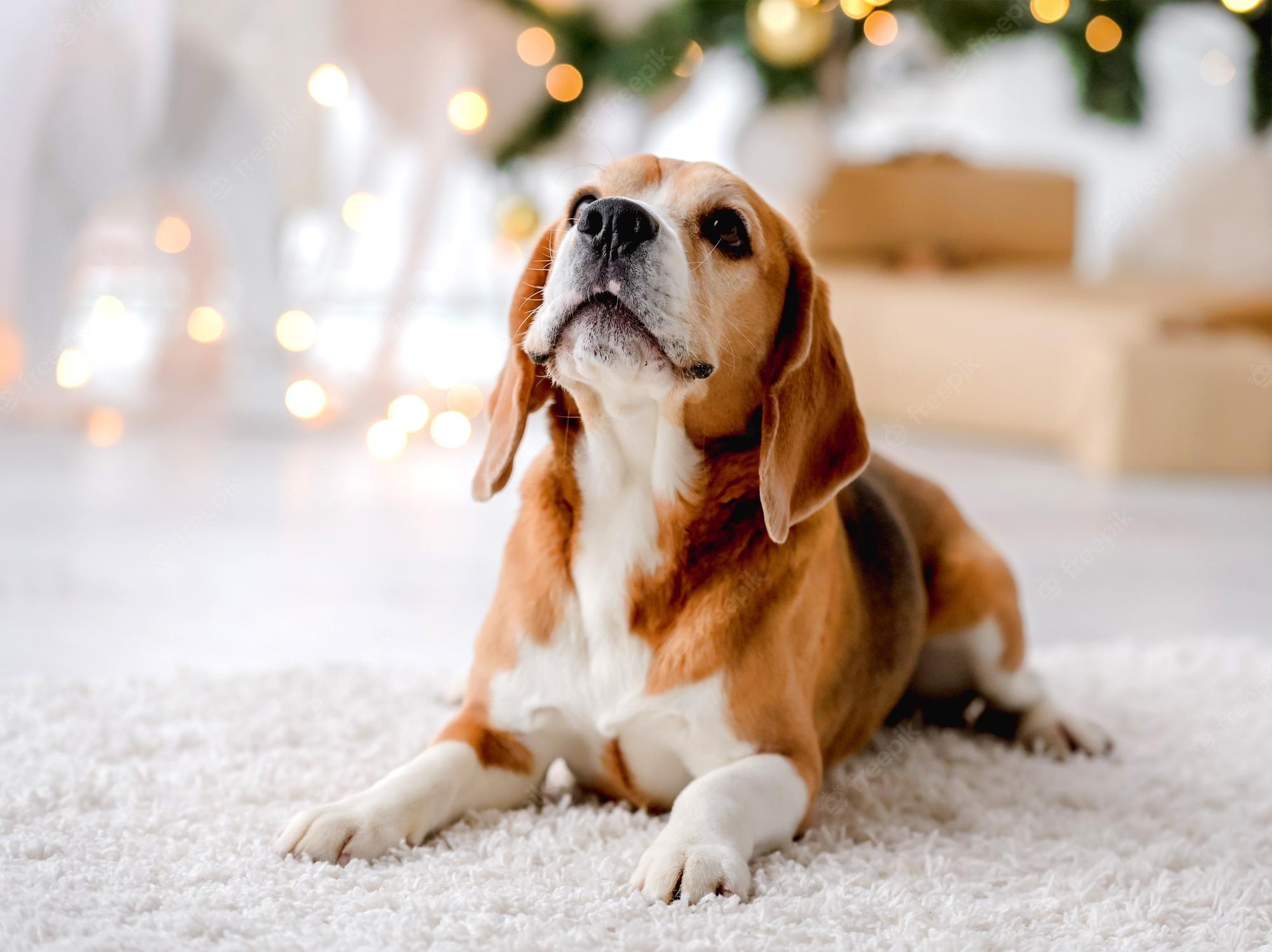 2000x1498 Christmas beagle Image. Free Vectors, & PSD
