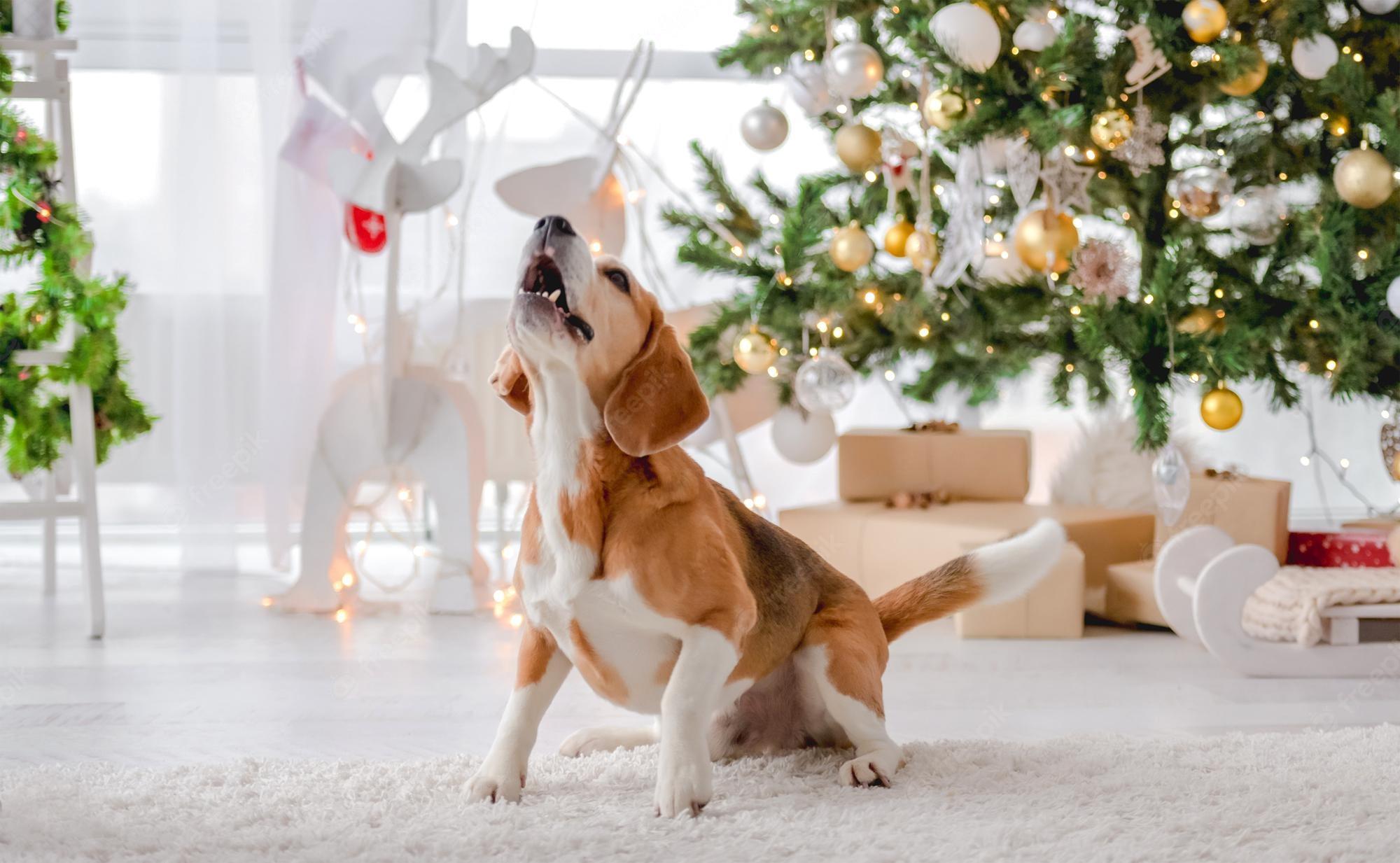 2000x1233 Premium Photo. Beagle dog in christmas time