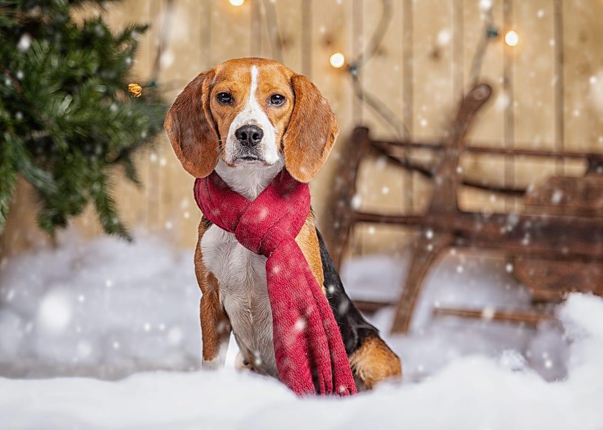 1200x857 Bagel the beagle up for adoption soon