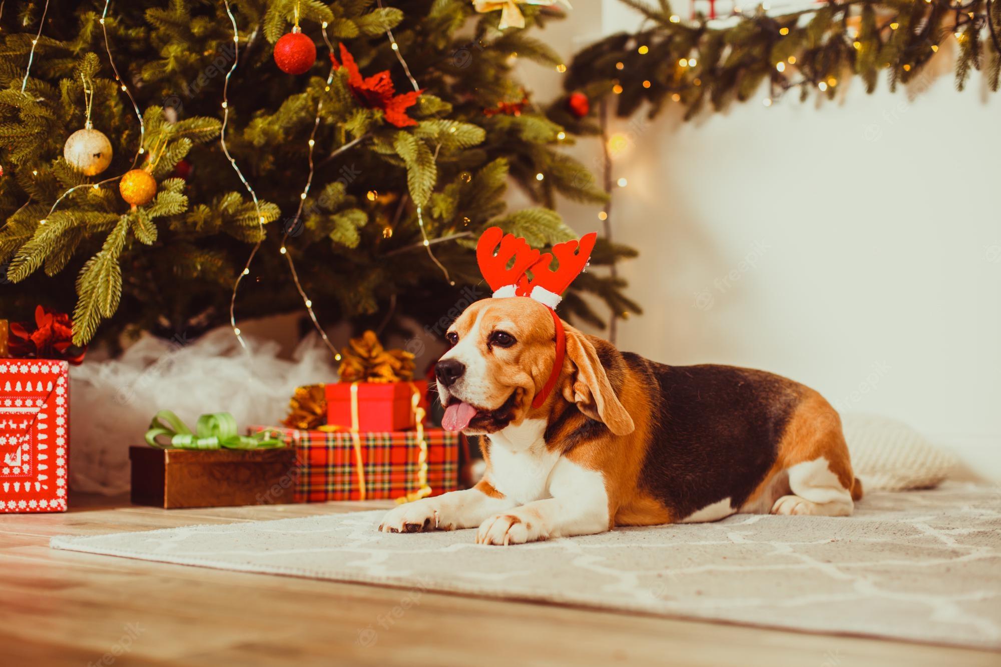 2000x1333 Premium Photo. Cute beagle dog posing as a reindeer sits near a christmas tree