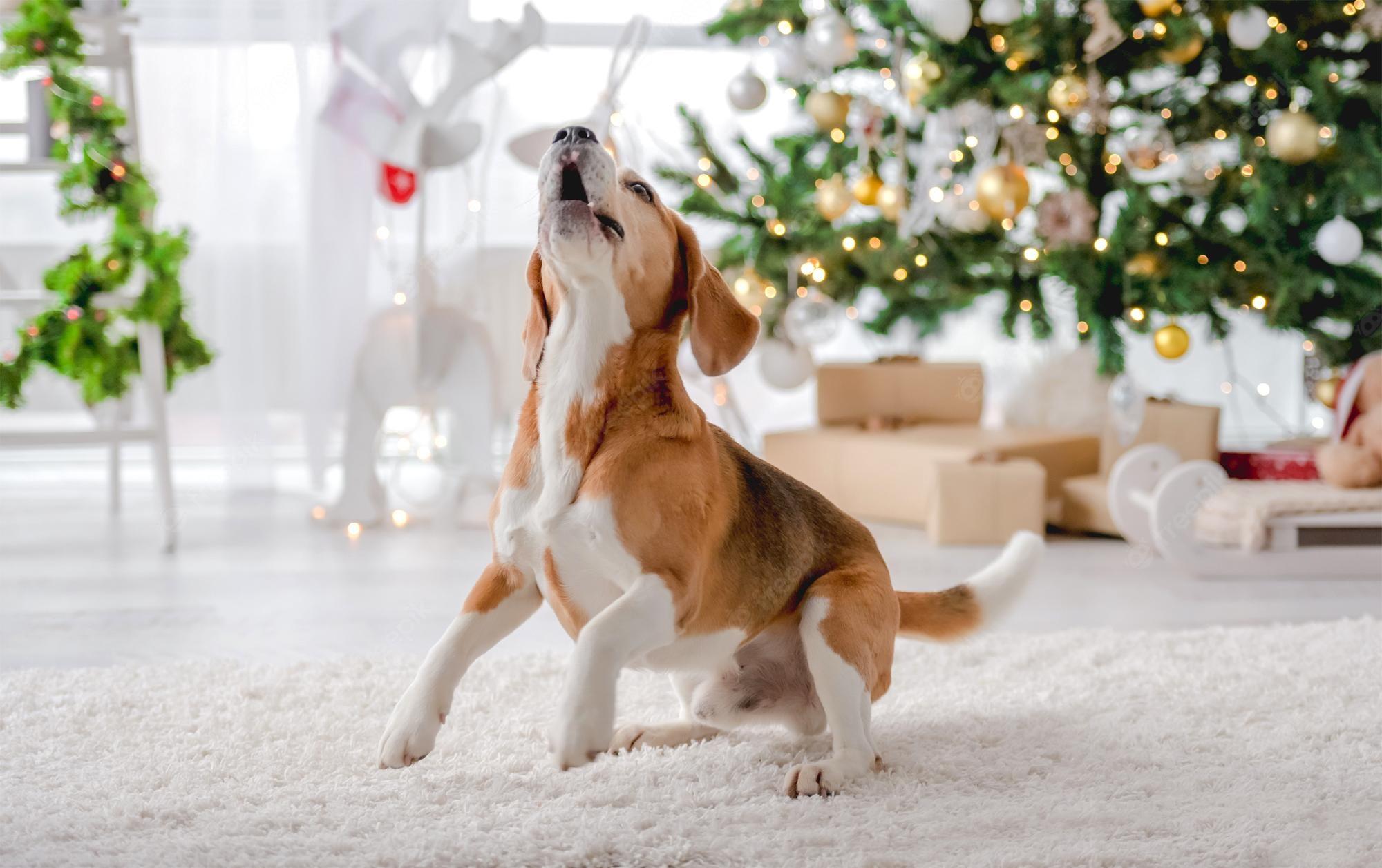 2000x1257 Premium Photo. Beagle dog in christmas time