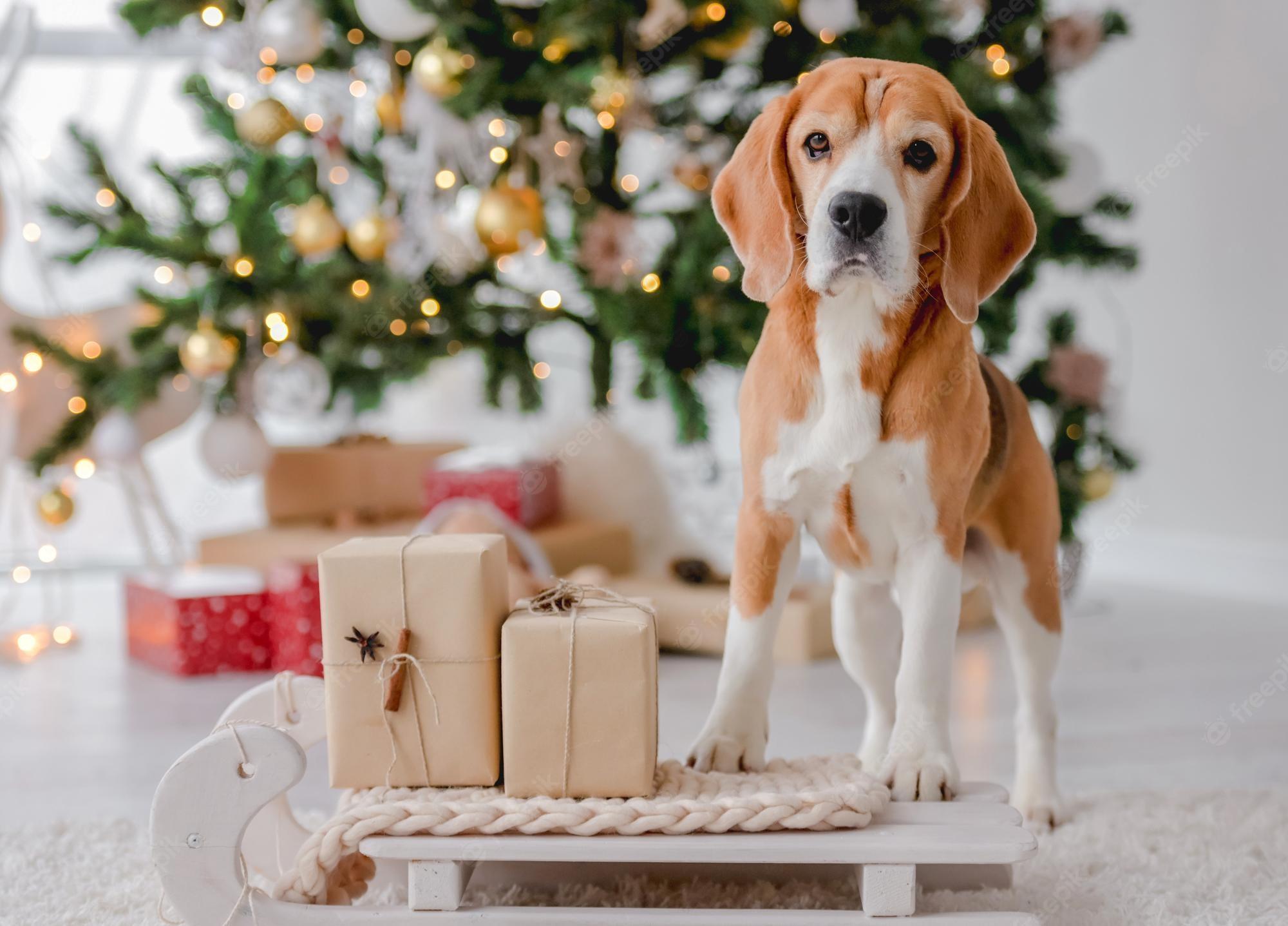 2000x1437 Funny beagle Image. Free Vectors, & PSD