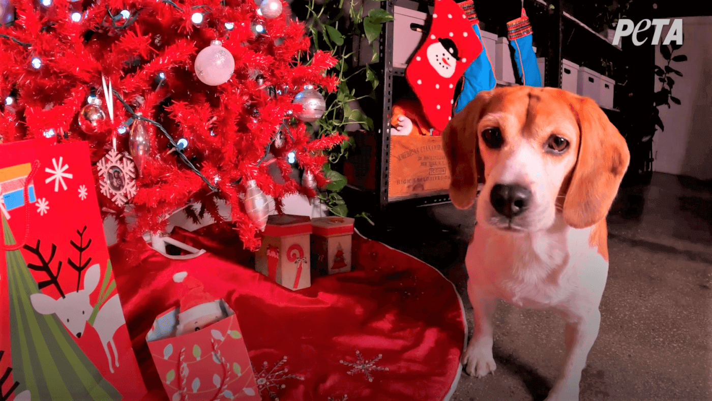 1400x789 No More Cages for This Rescued Beagle: Samson Is Free!