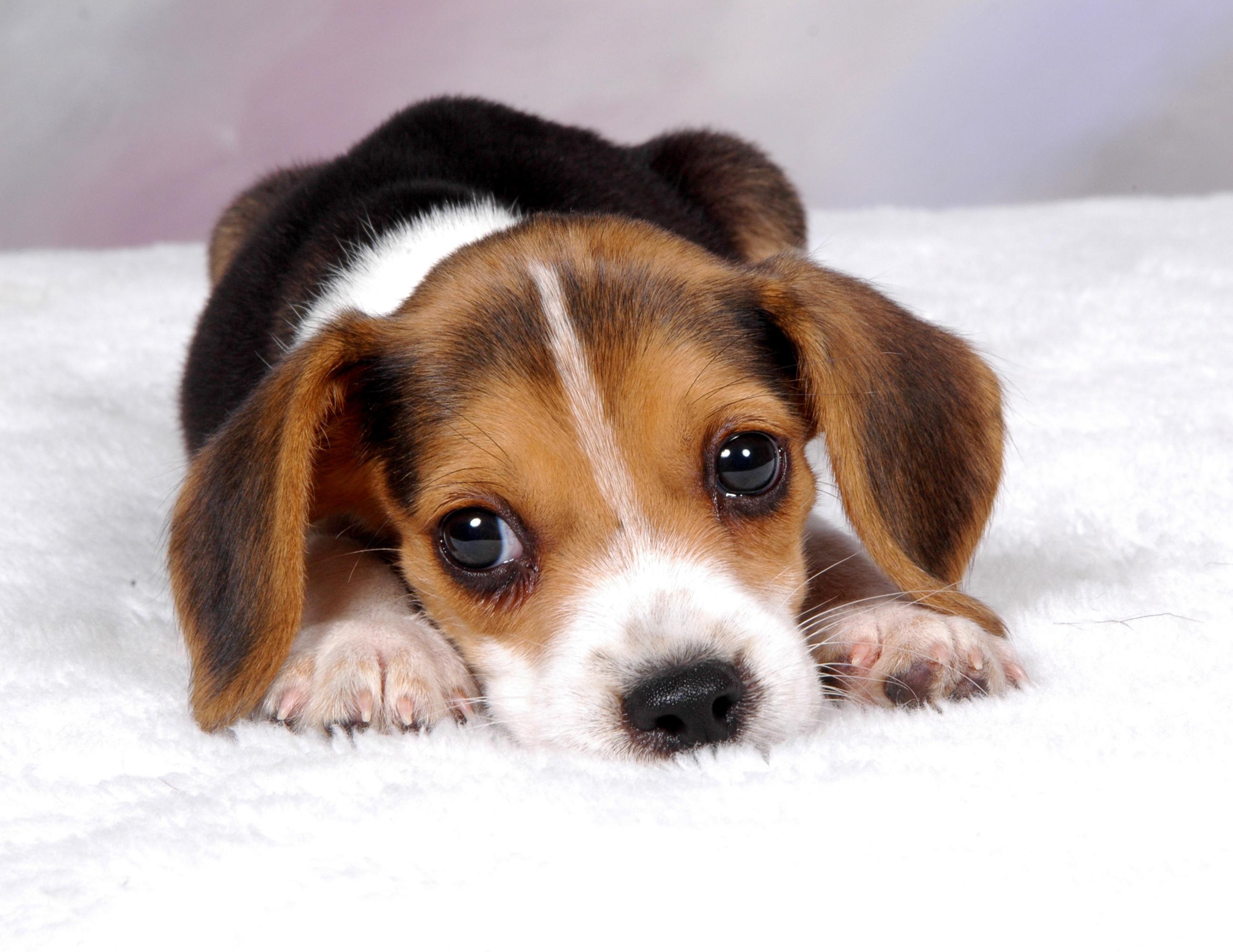 2589x2000 Settling In Your New Puppy
