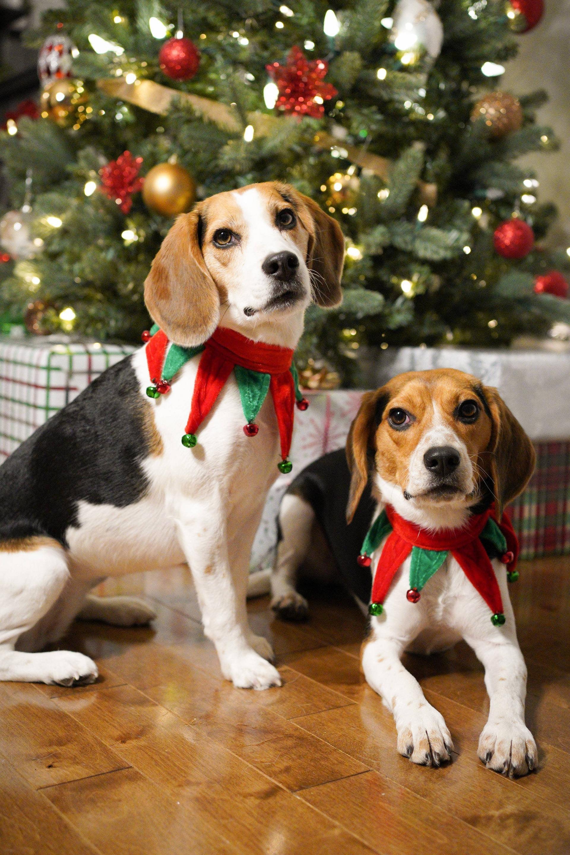 1920x2880 Merry christmas from Moka and Kala