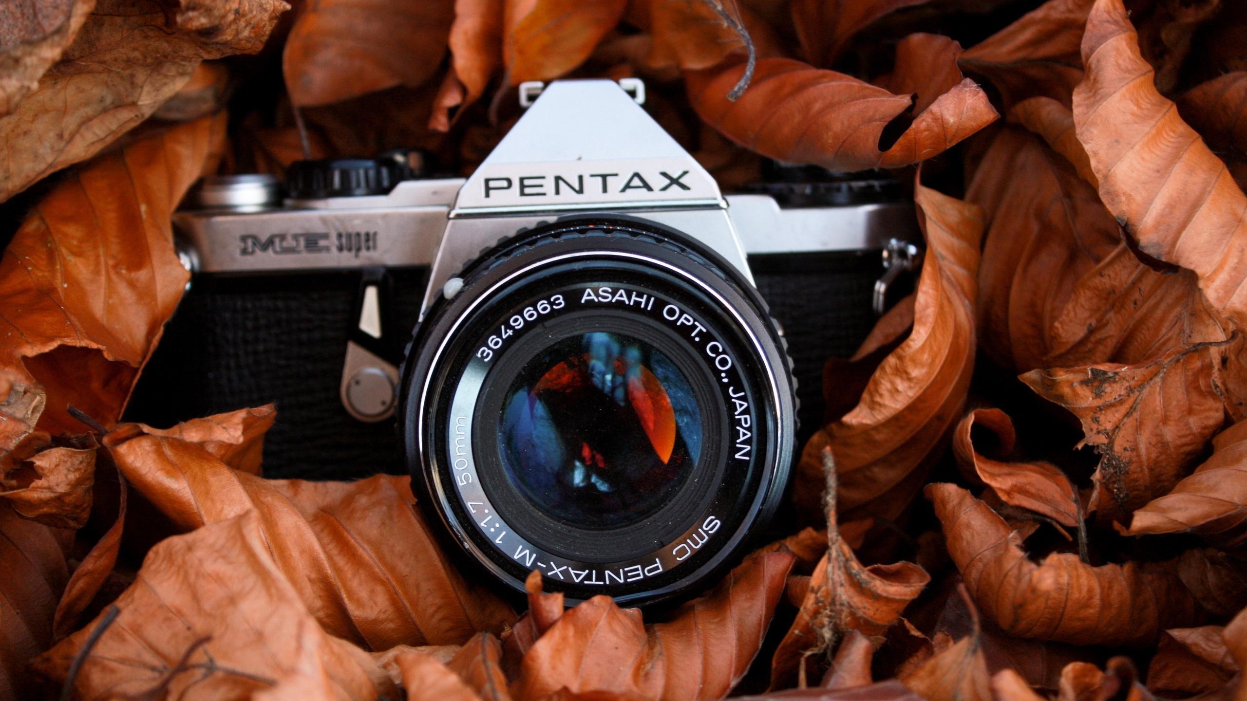 2560x1440 Photos Leaf Camera pentax Closeup 2560x1440
