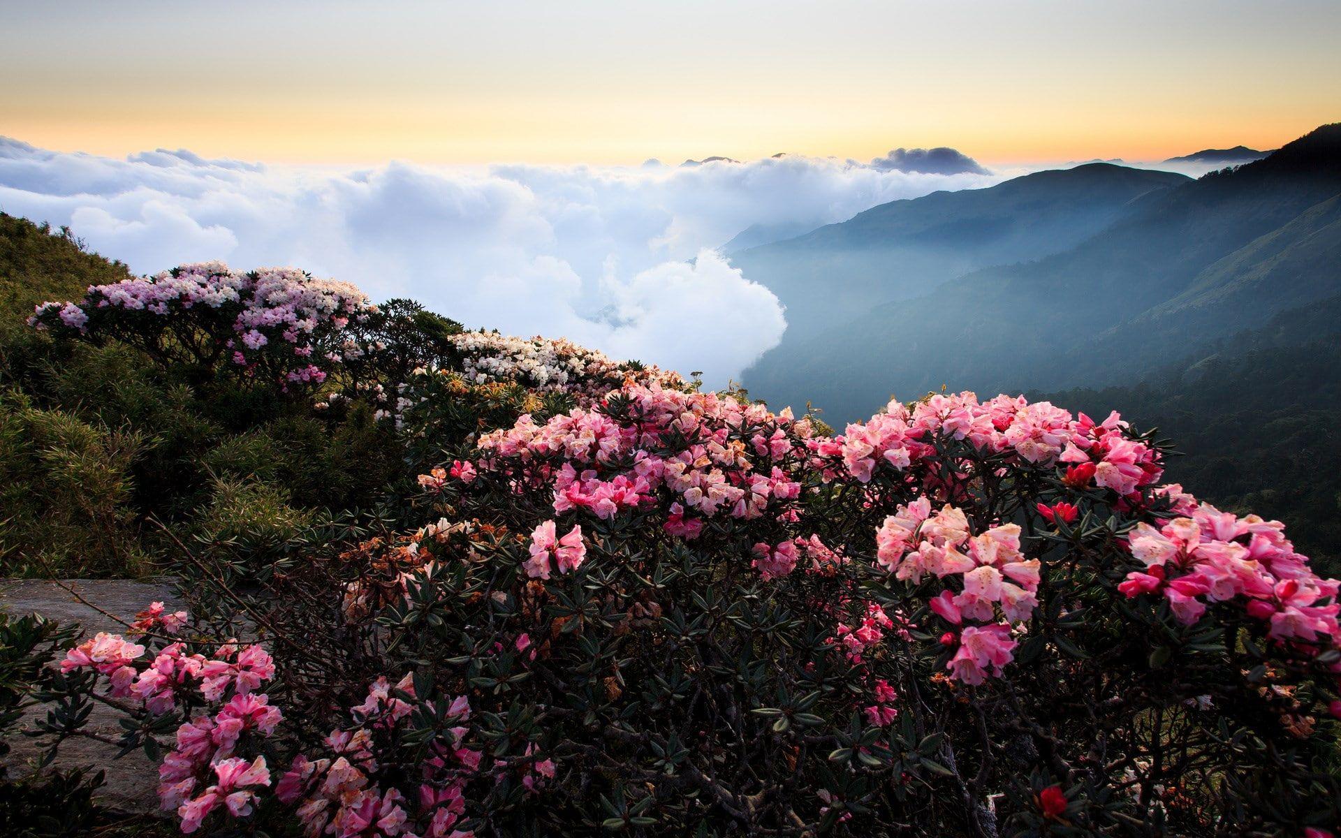 1920x1200 full screen nature desktop hdmi