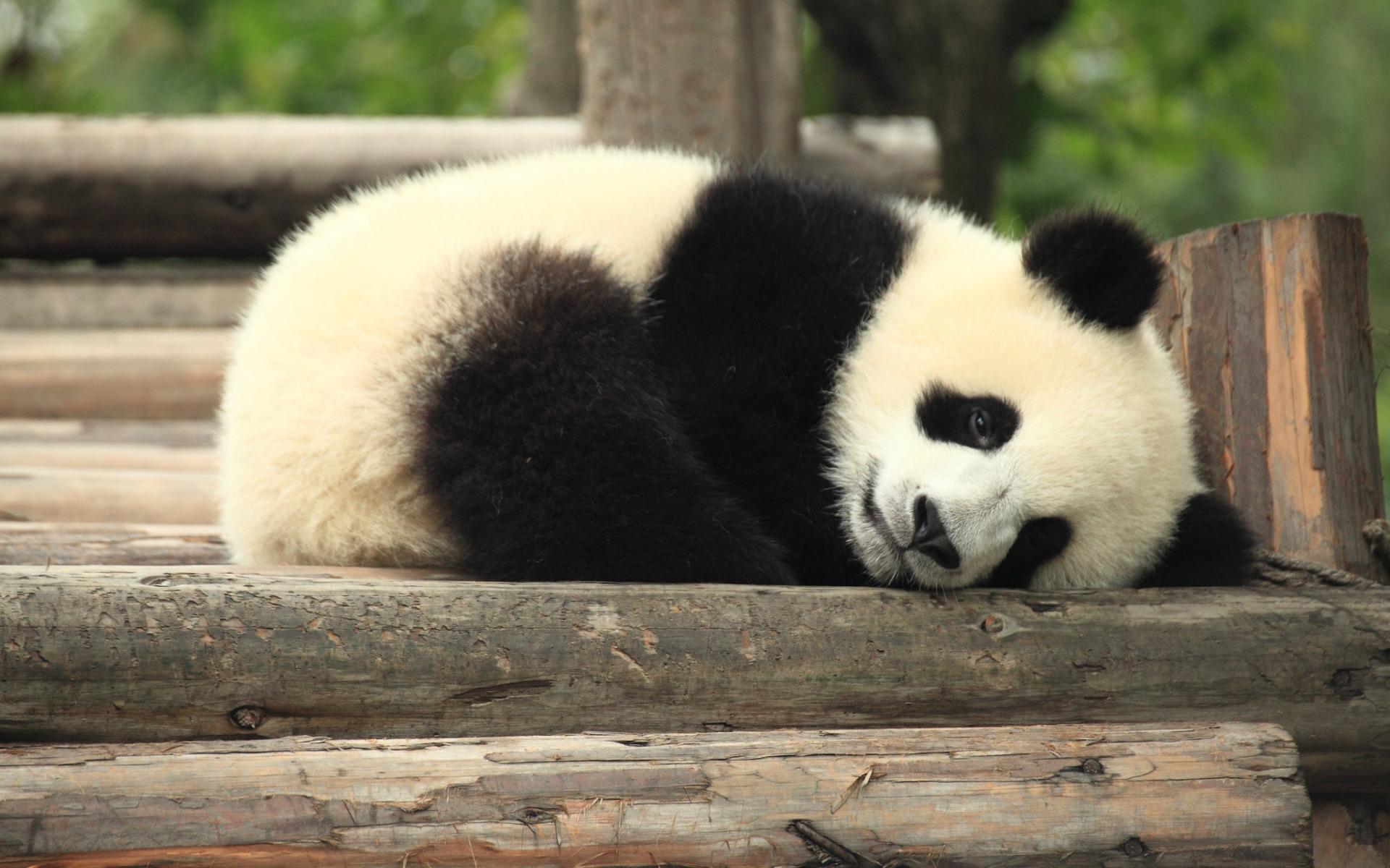 1920x1200 Download wallpaper sleeping panda, cute animals, panda, little bear cub, sad panda, sad concepts, pandas for desktop with resolution 1920x1200. High Quality HD picture wallpaper