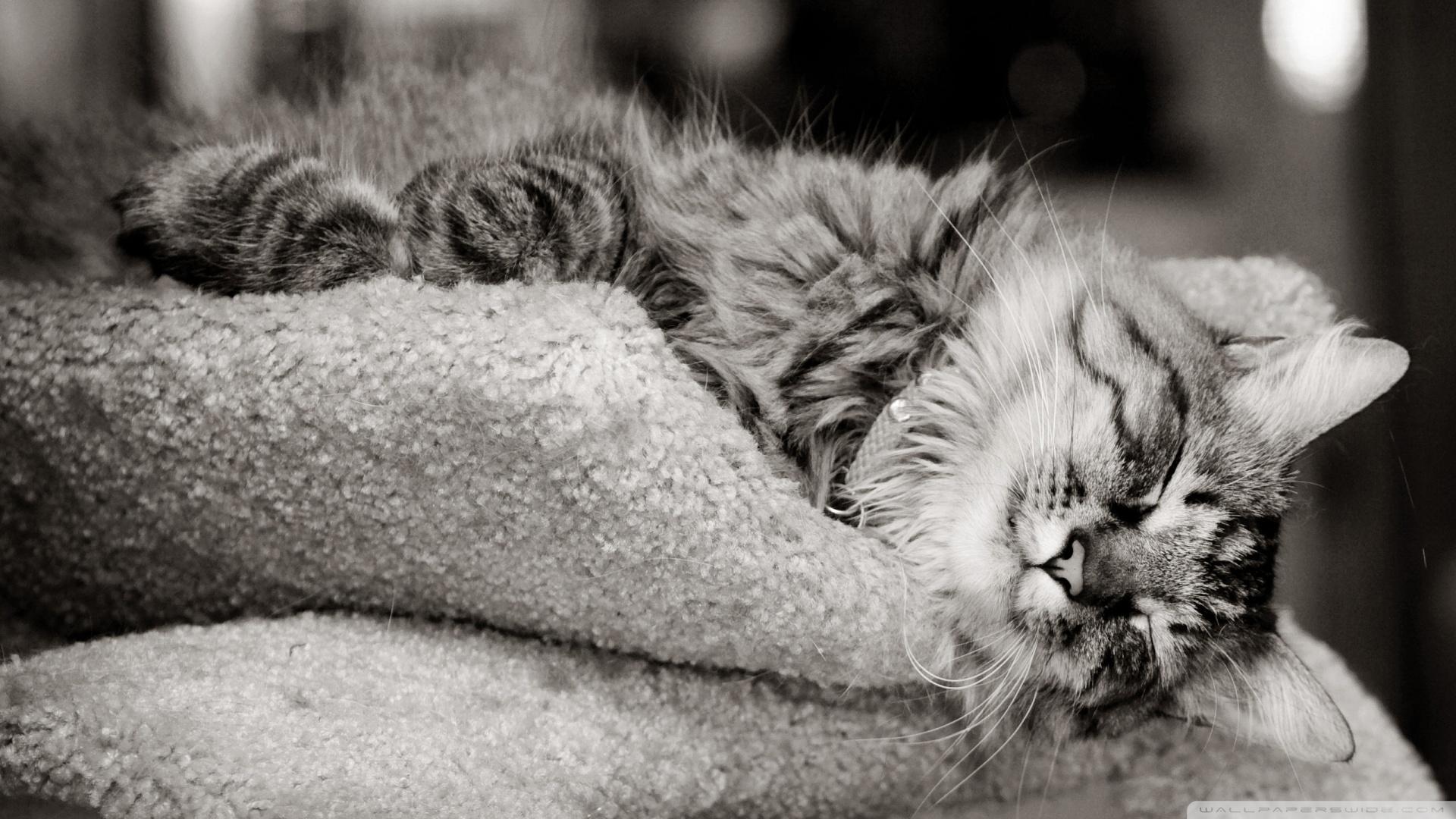 1920x1080 Cat Sleeping Black And White Ultra HD Desktop Background Wallpaper for 4K UHD TV : Tablet