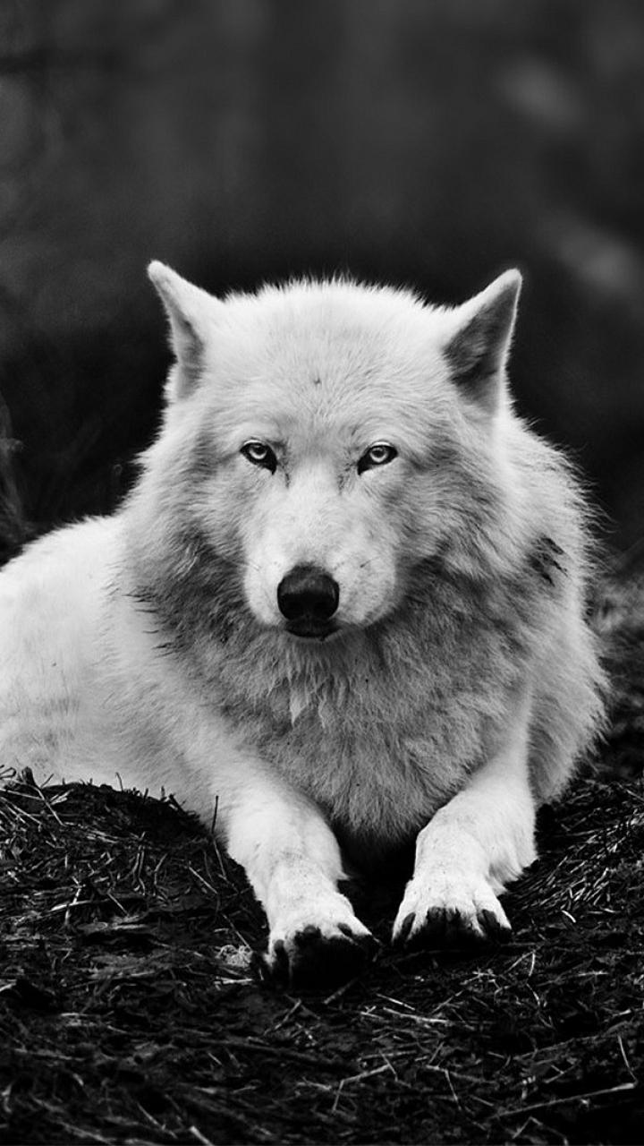 720x1280 Wolf Phone Wallpaper