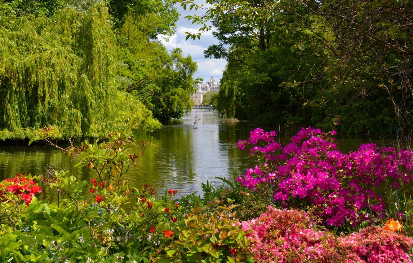 1332x850 Wallpaper trees, lake, Park, England, London, the bushes, London, England, St. James's Park, Westminster, Westminster, rhododendrons, St JaME's Park image for desktop, section природа