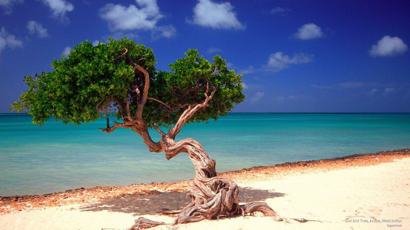 1366x768 Divi Divi Tree on Aruba Beach