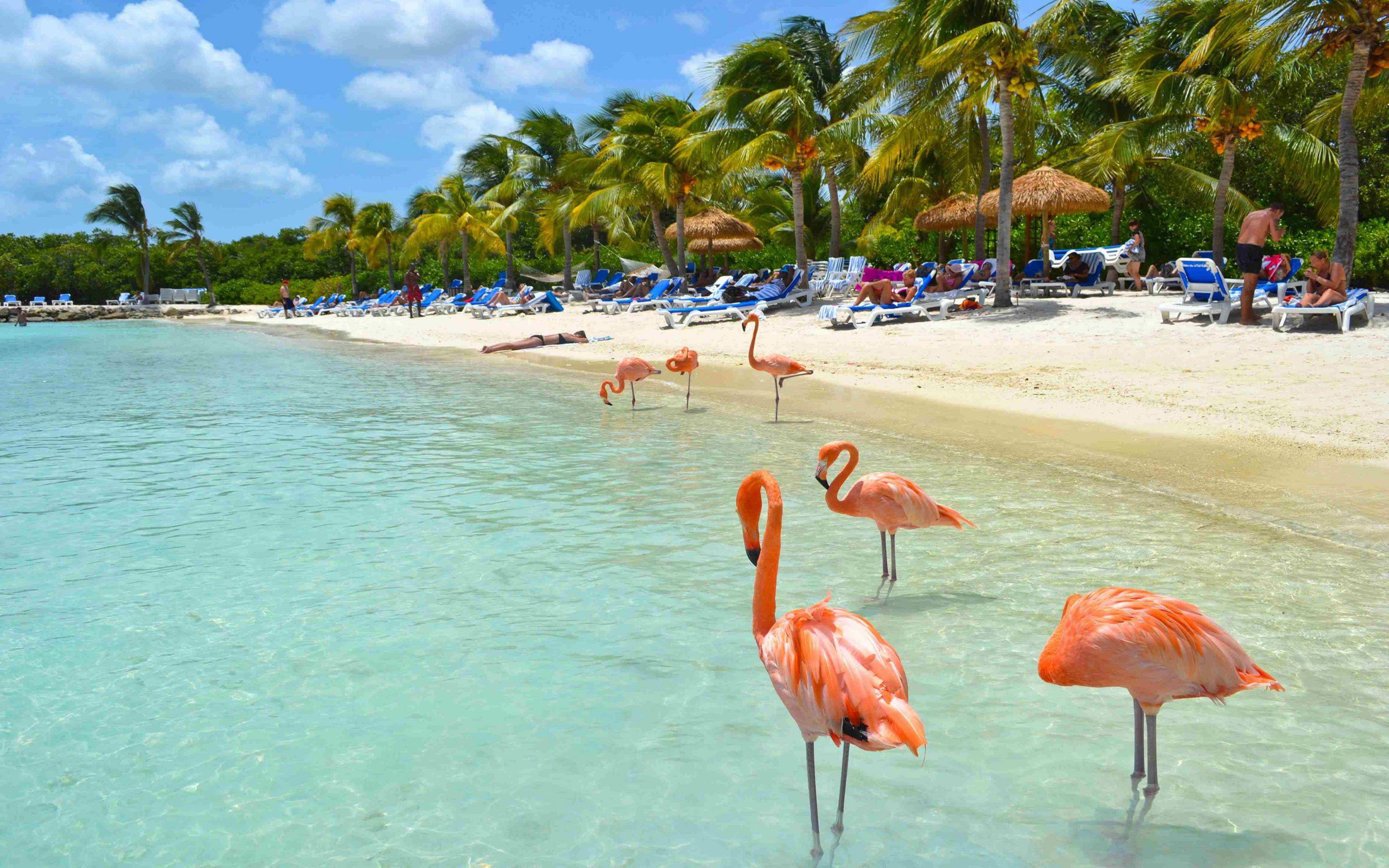 2560x1600 Wallpaper Beautiful Flamingos On Aruba Beach Aruba Island