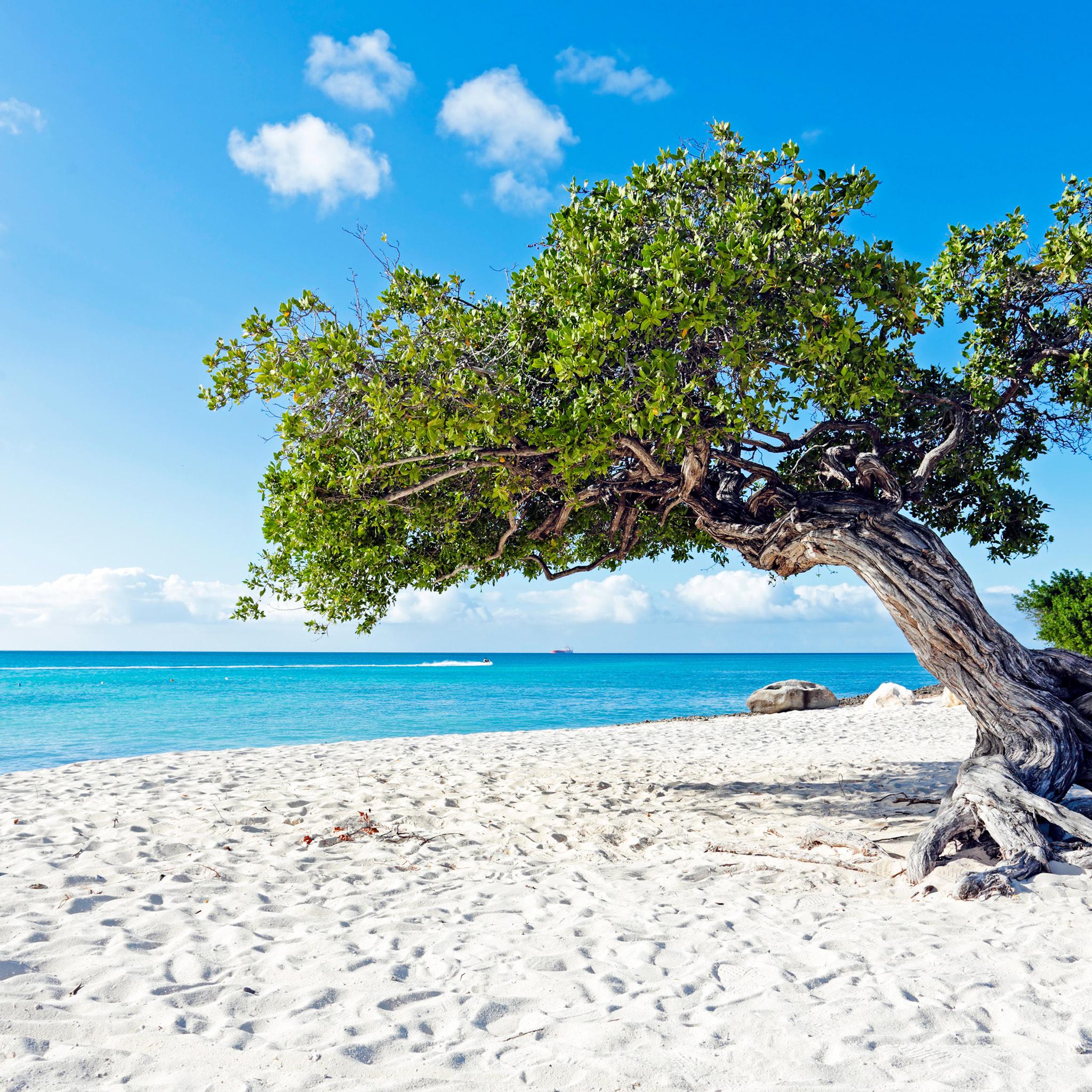 2048x2048 Divi Divi Boom Tree At The Sunny Beach In Aruba