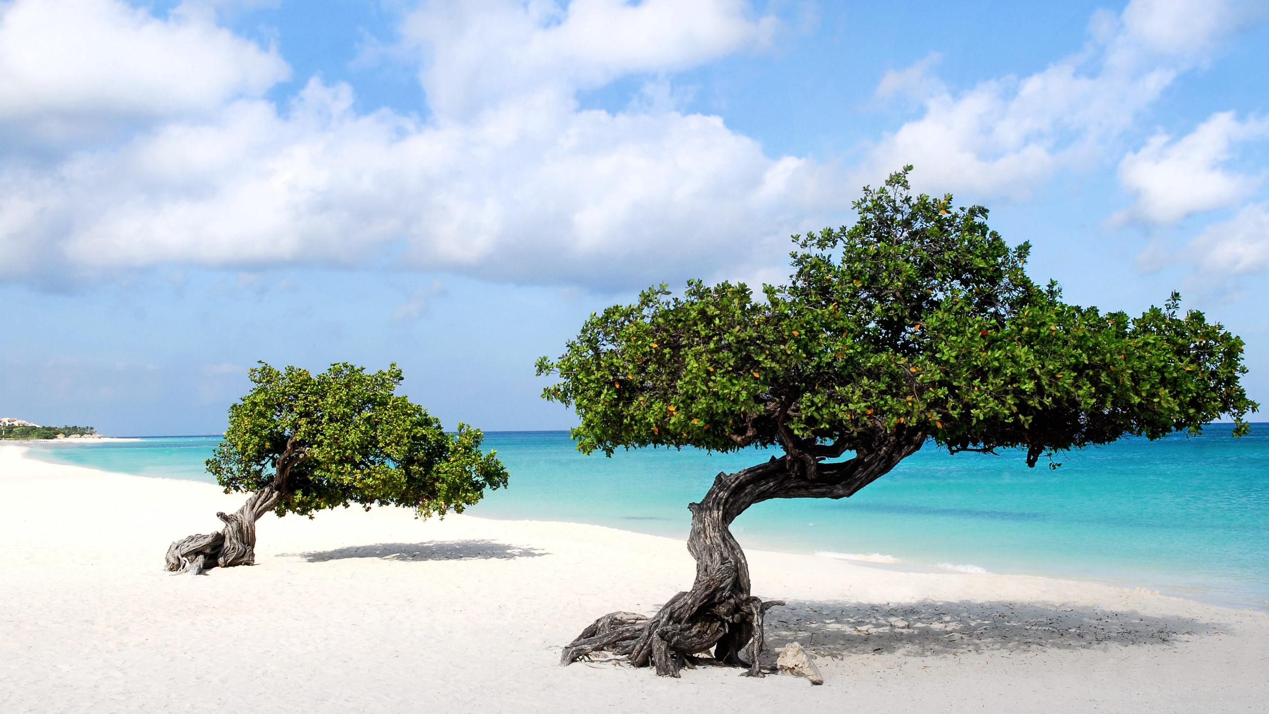 2560x1440 Beautiful wallpaper of Divi trees in Aruba island