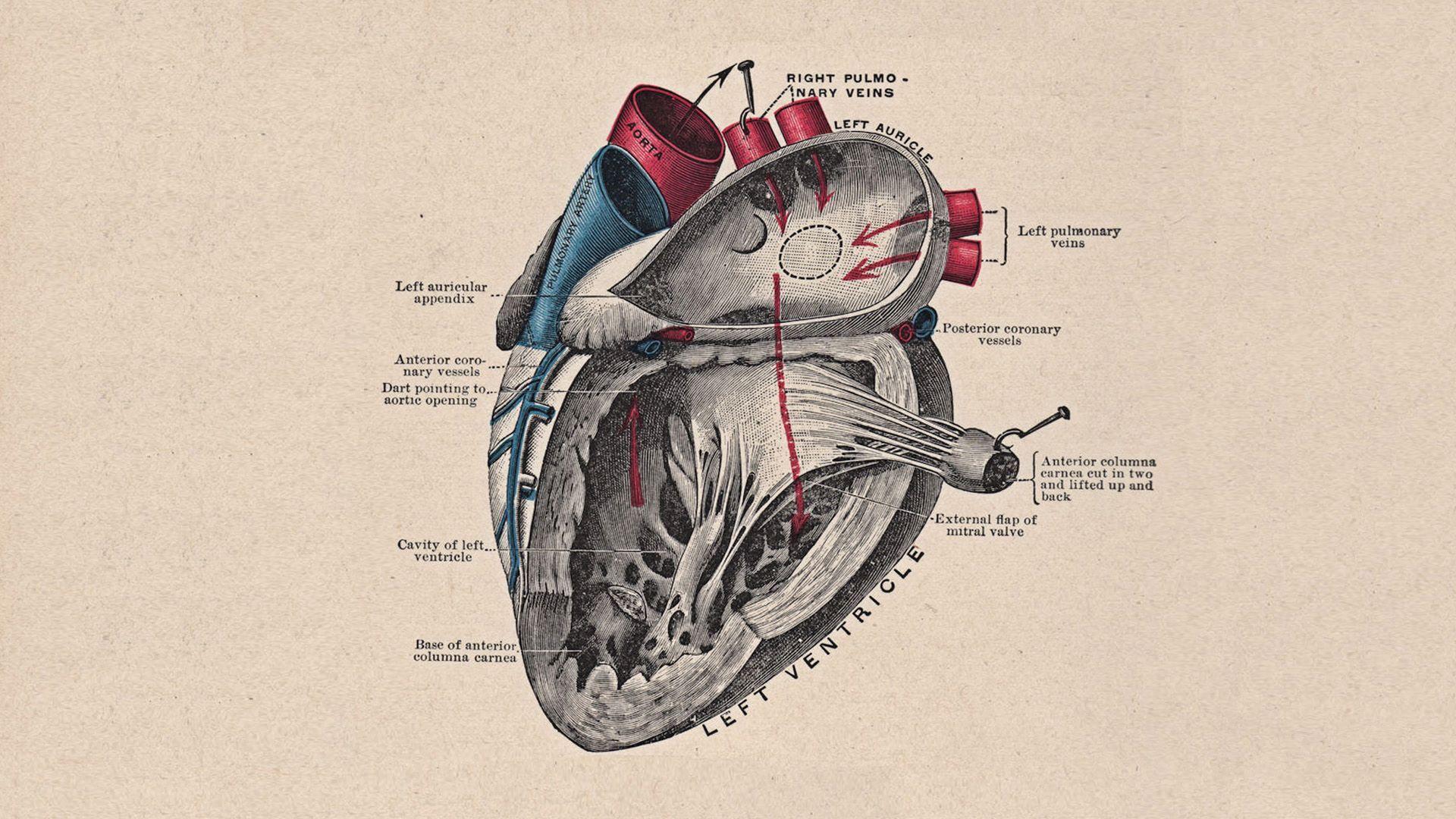 1920x1080 Heart Anatomy Wallpaper Free Heart Anatomy Background - Wallpaper para pc, Fondo de colores lisos, Fondos de los simpsons