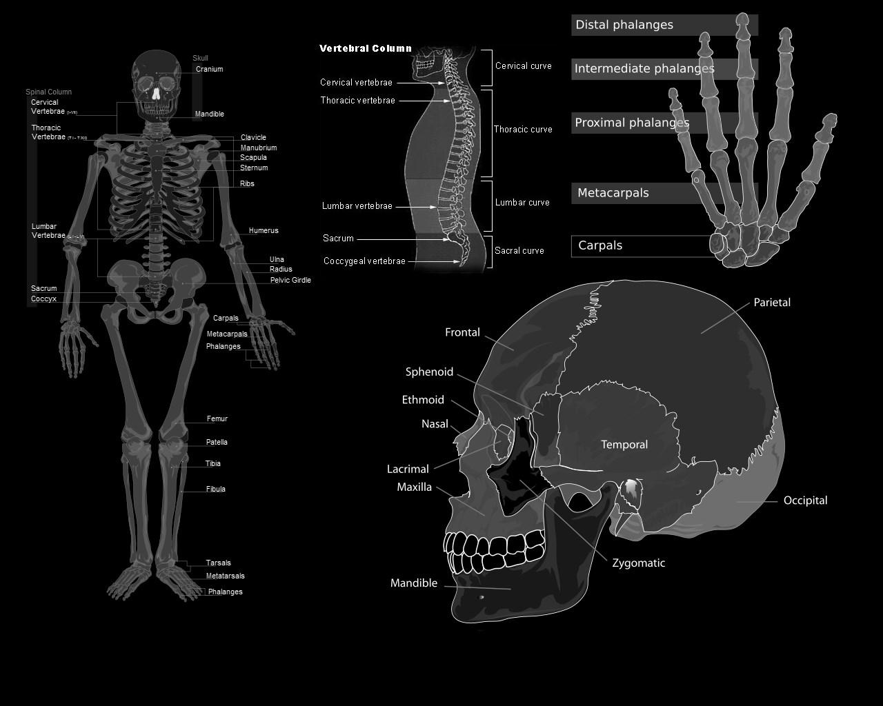 Анатомия телефона. Кости медицина анатомия. Компьютерная анатомия. Human Science плакат.