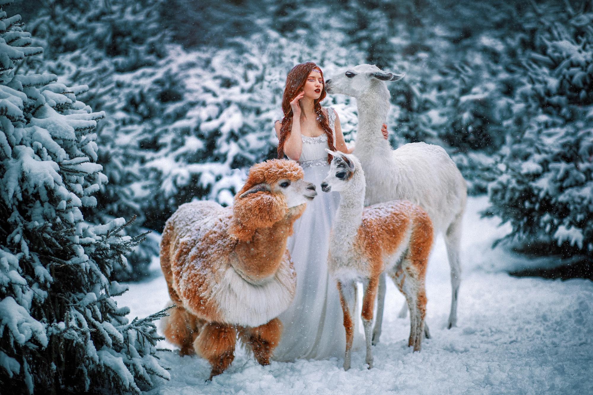 2000x1333 Llama HD Wallpaper and Background