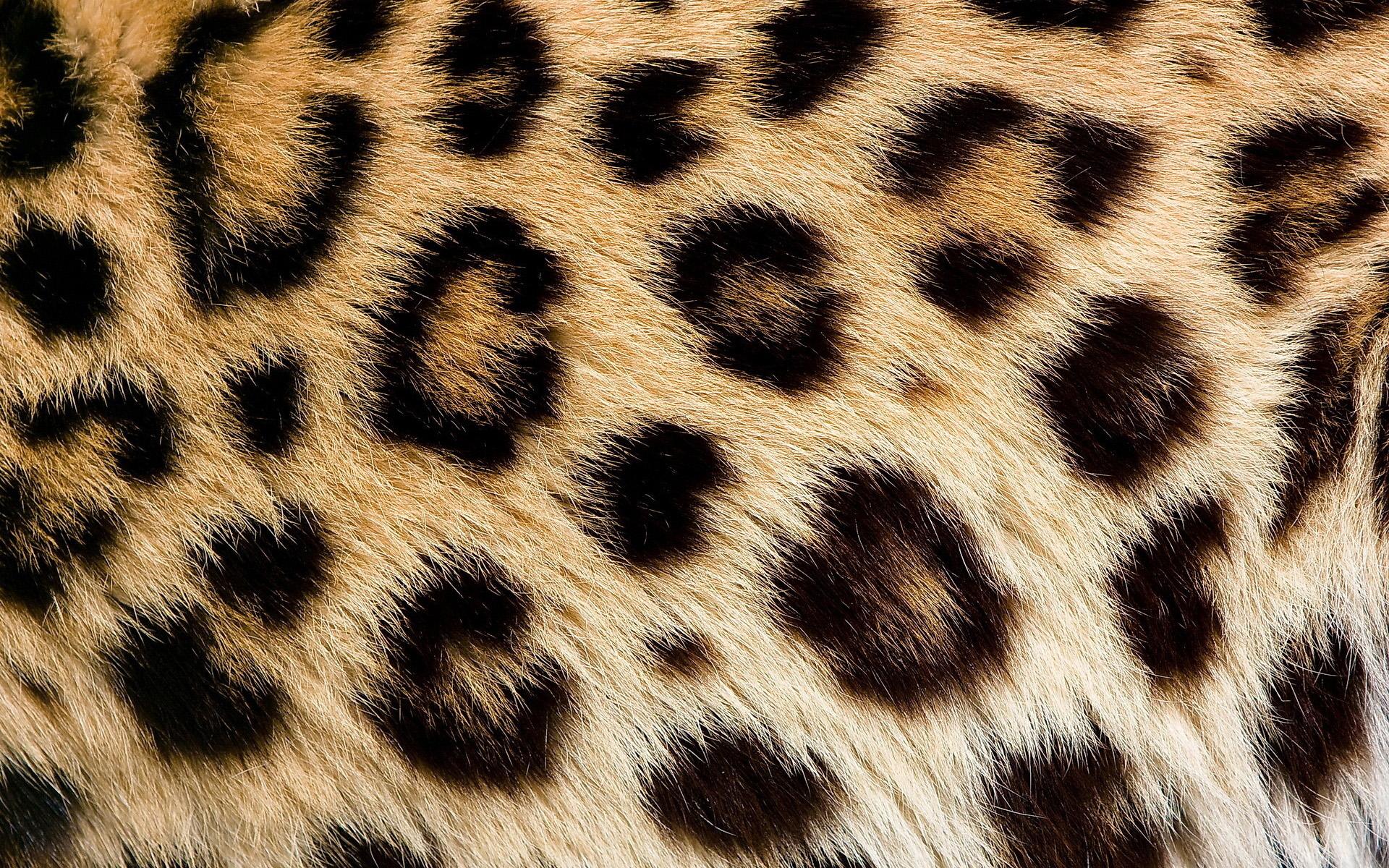 1920x1200 Download Wallpaper Leopard Skin Texture, Close Up, Brown Blots Texture, Macro, Leopard Skin, Leopard Background, Leopard Wool, Leopard Leather Background For Desktop With Resolution 1920x1200. High Quality HD Picture Wallpaper