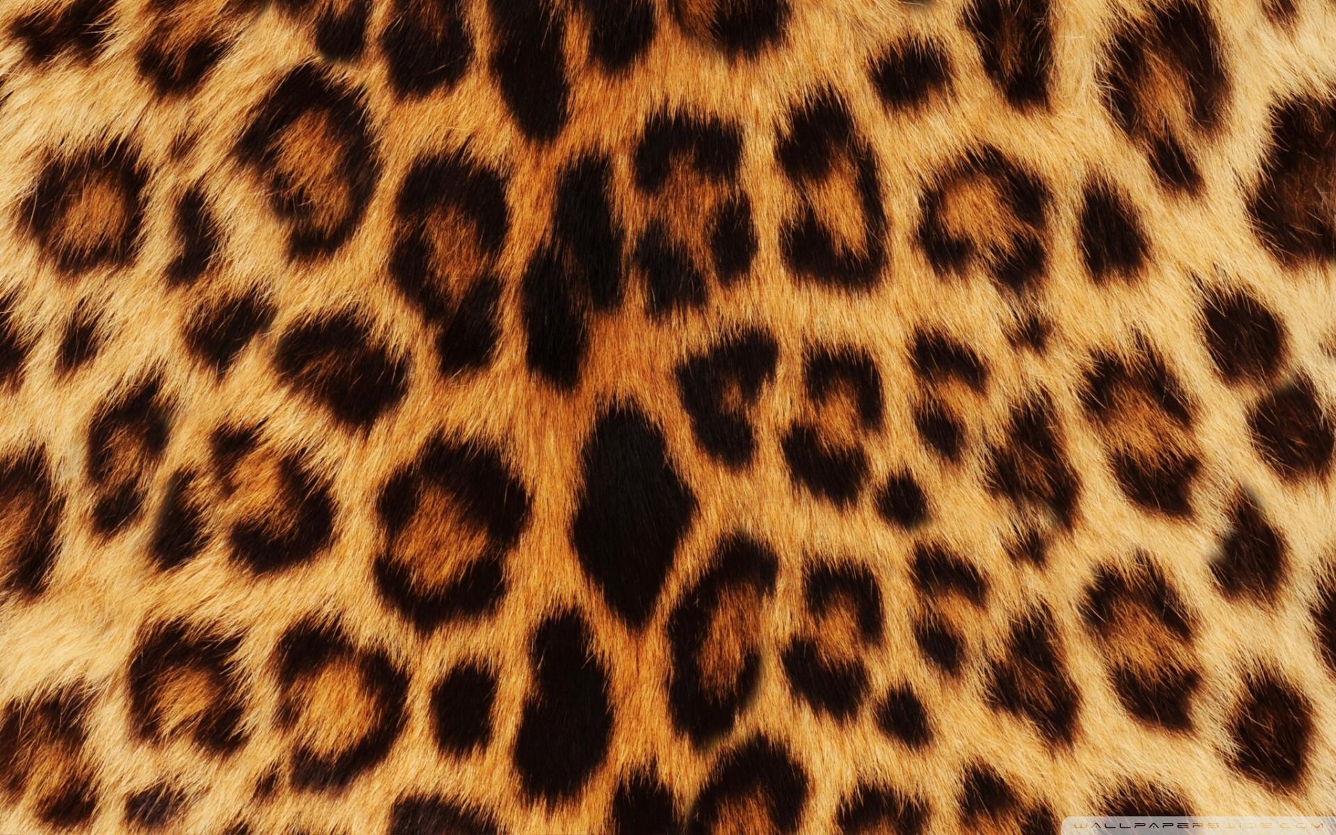 1920x1200 Leopard Ultra HD Desktop Background Wallpaper for 4K UHD TV : Widescreen & UltraWide Desktop & Laptop : Tablet