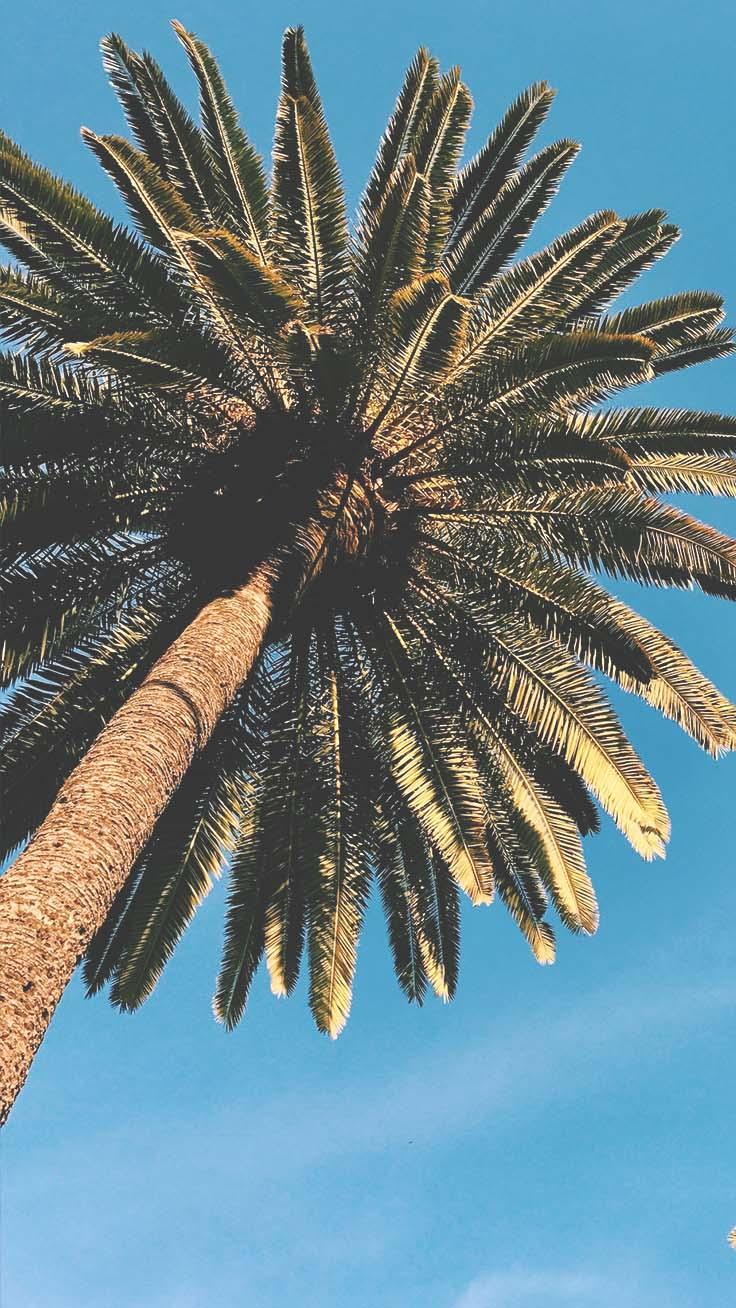 736x1308 Super Fun Summer iPhone 8 Plus Wallpaper