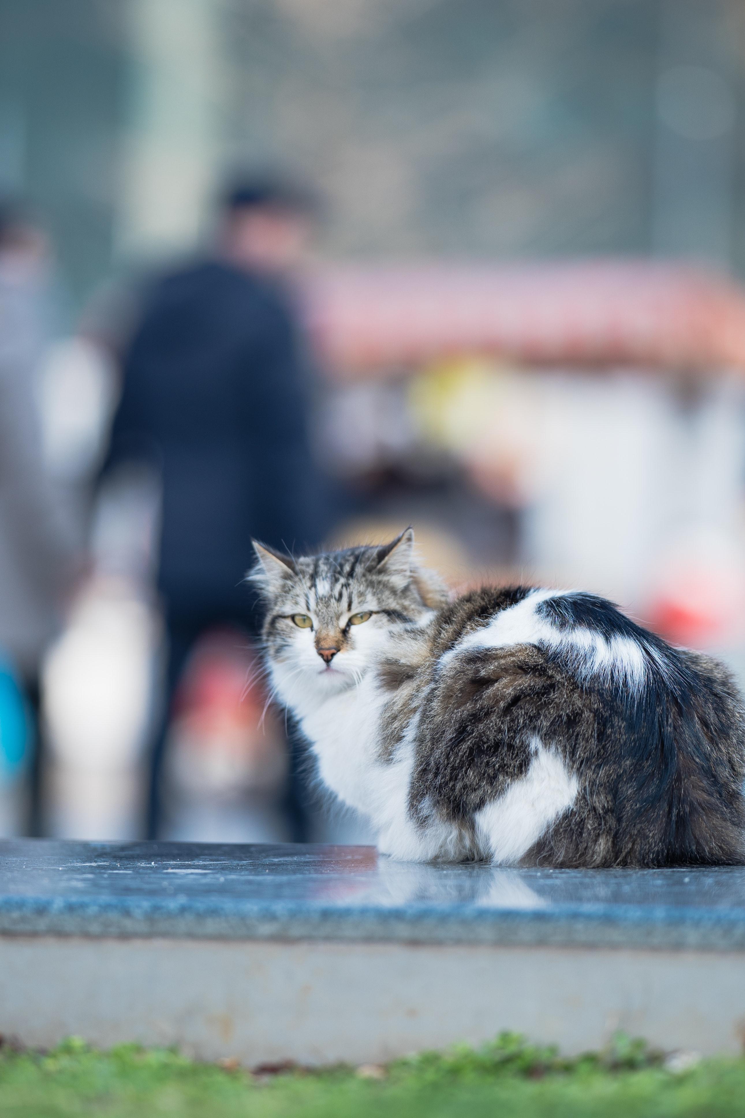 2581x3872 Feral Cat Photo, Download Free Feral Cat & HD Image