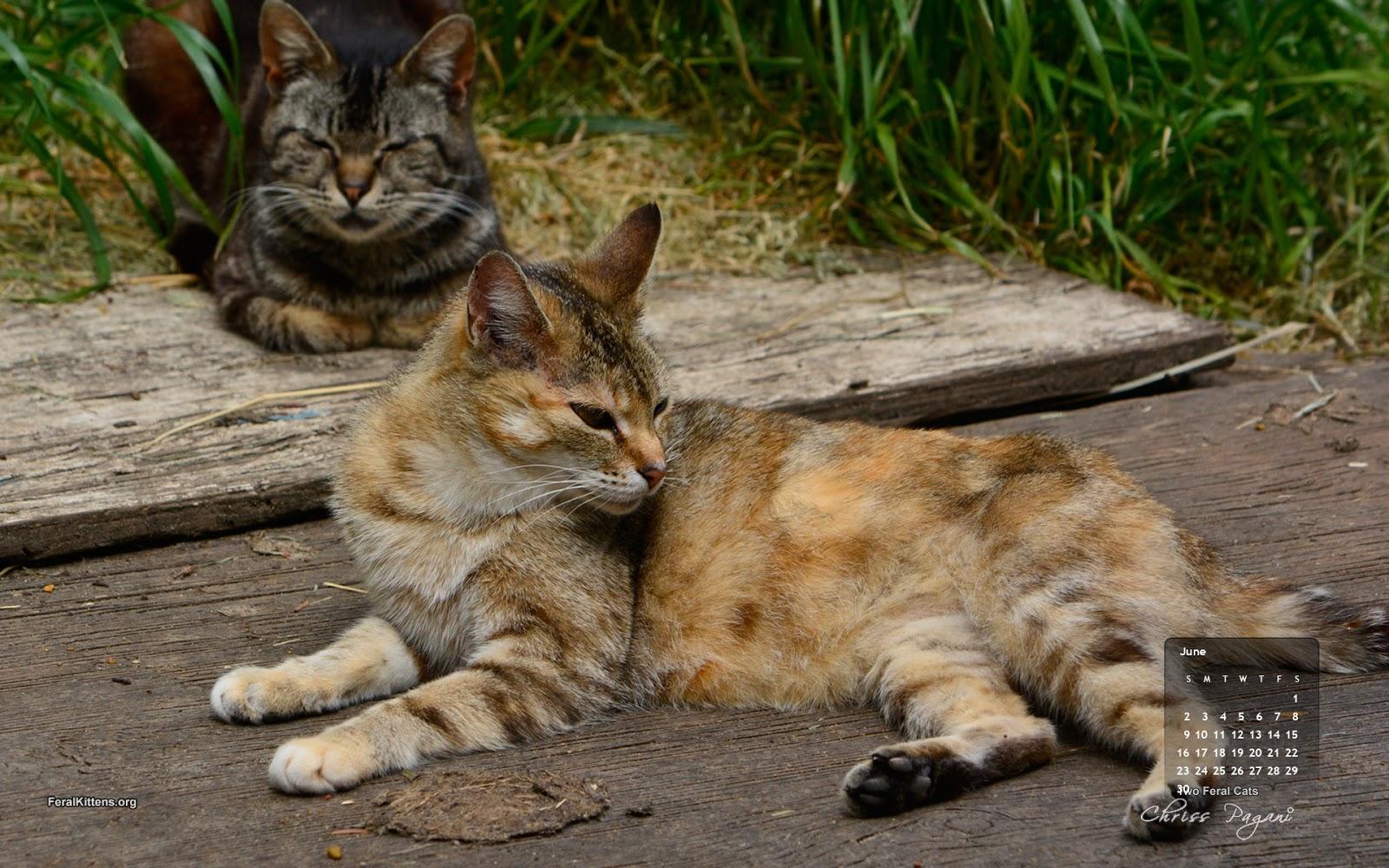 1600x1000 June Cat of the Month Calendar Wallpaper: Two Feral Cats