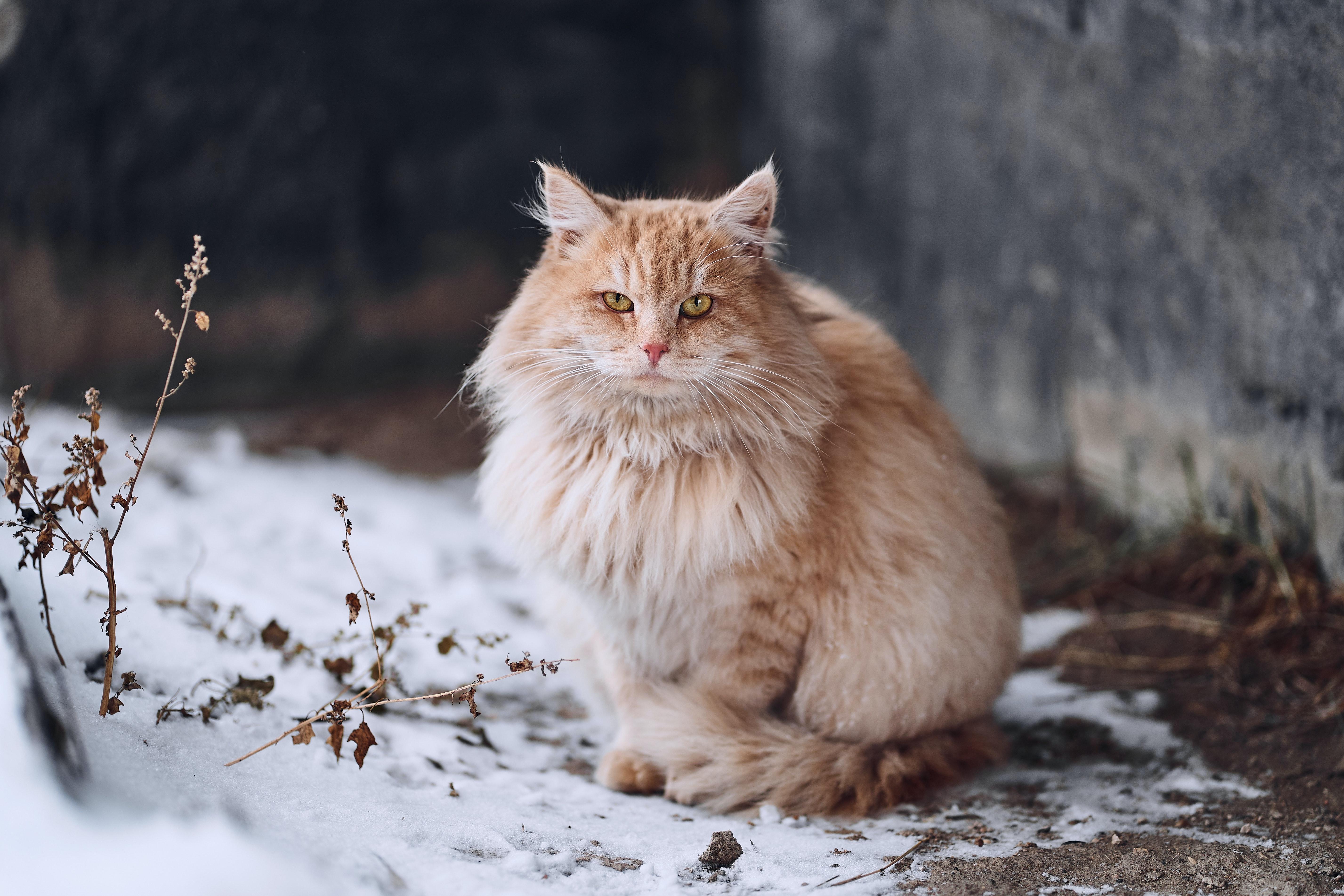 5709x3806 Stray Cat Photo, Download Free Stray Cat & HD Image