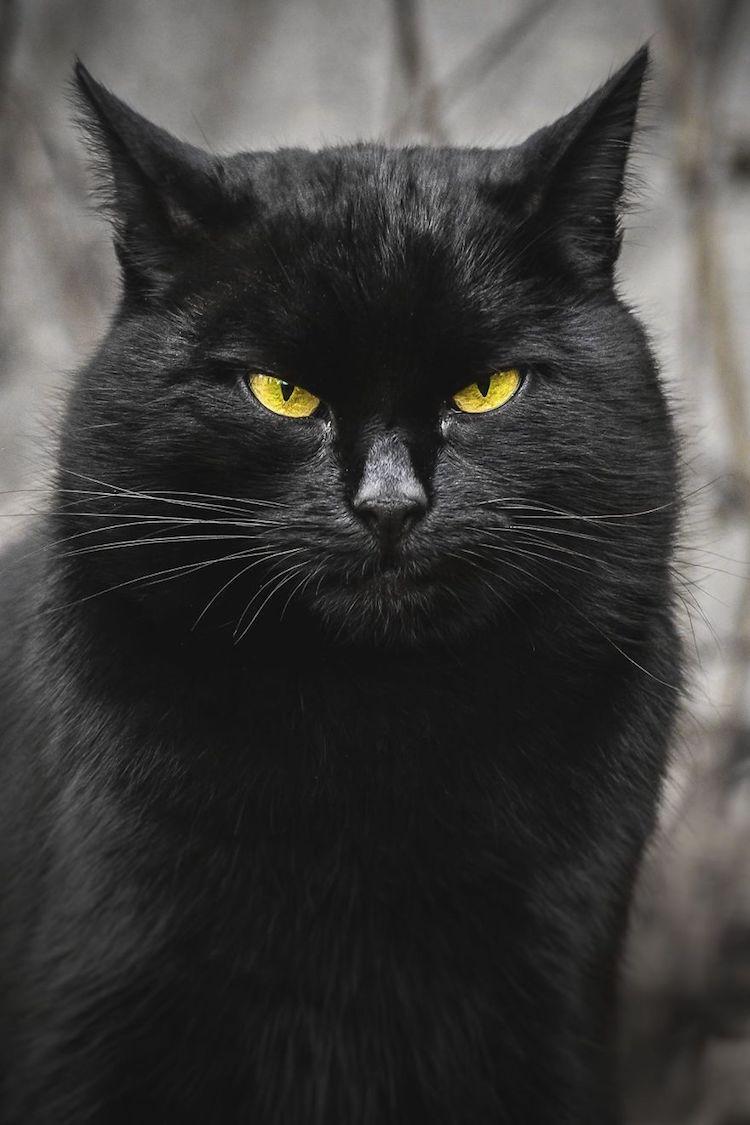 750x1125 Dignified Stray Cat Photo Celebrate Their Unique Beauty