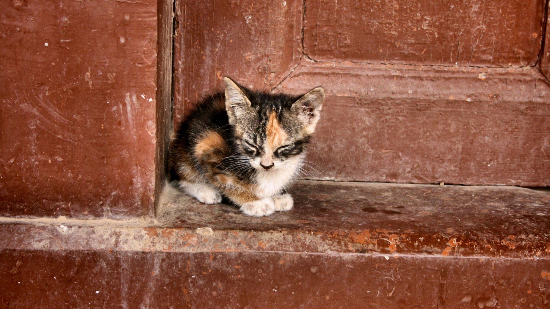 1920x1080 What to Do with a Stray Cat