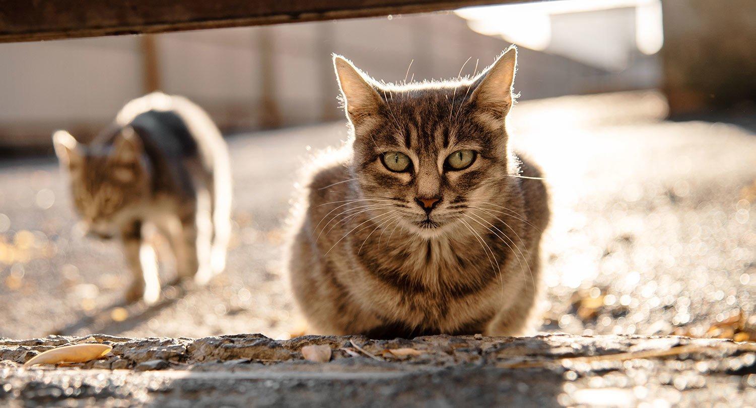 1501x812 Protecting Your Household from Feral Cat Colonies