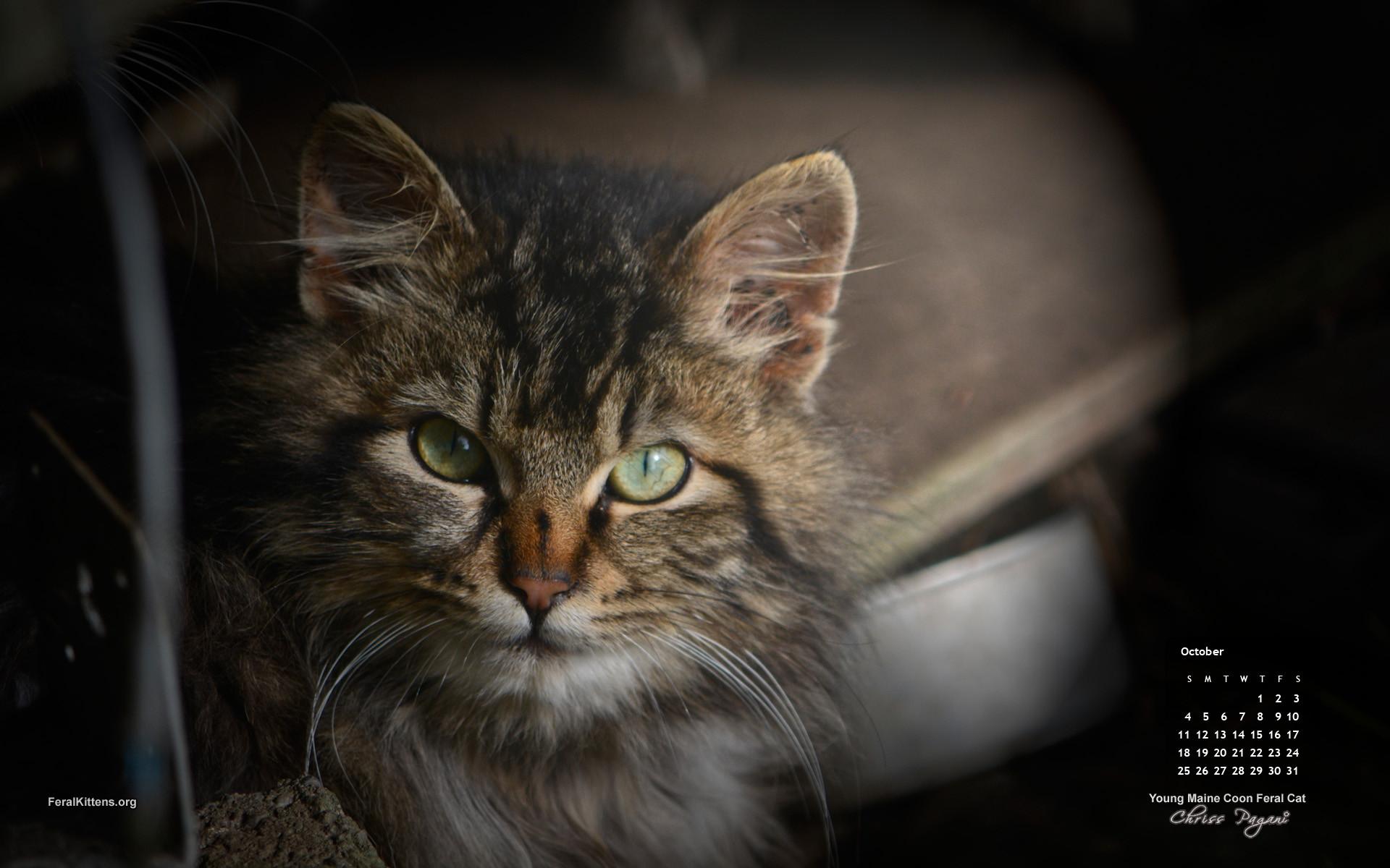 1920x1200 October Cat of the Month Calendar Wallpaper Coone Feral