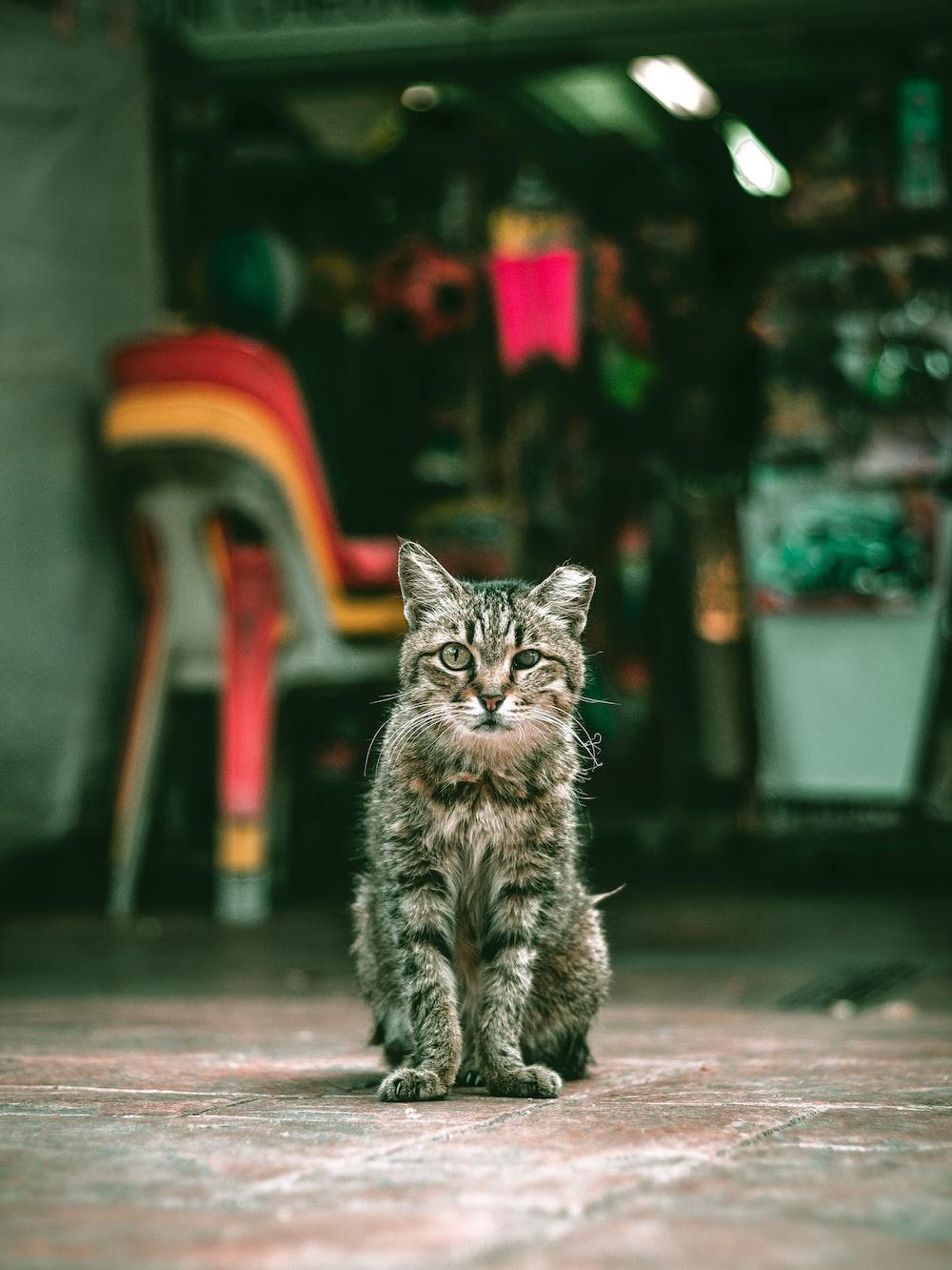 1000x1333 Feral Cat Picture. Download Free Image