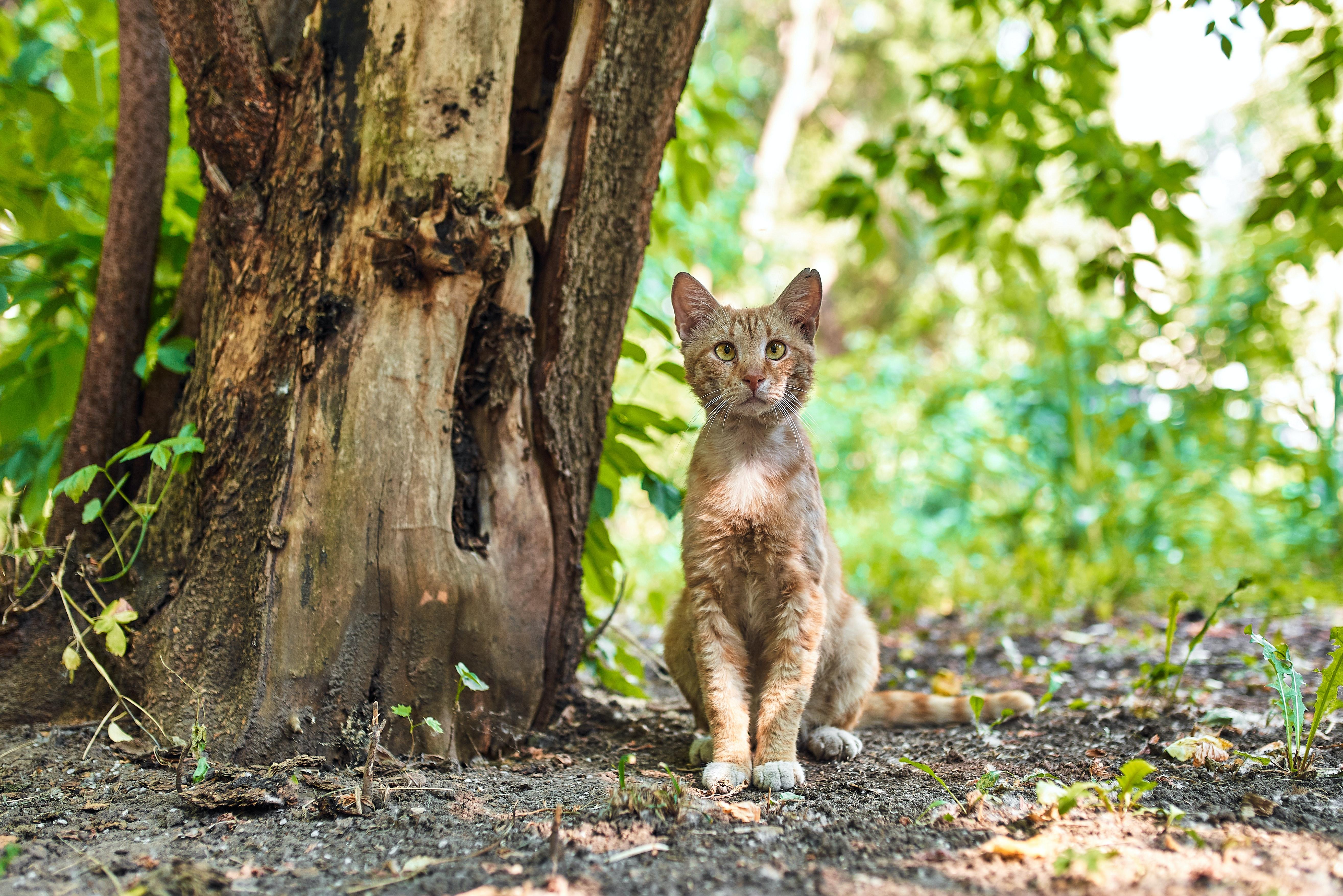 5258x3506 Stray Cat Photo, Download Free Stray Cat & HD Image