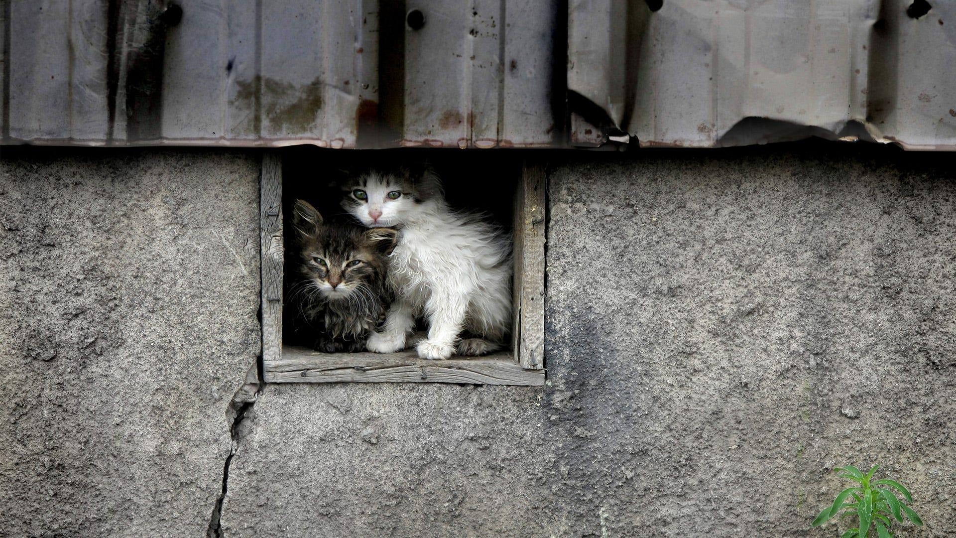 1920x1080 Feral Cat Trapping Tips