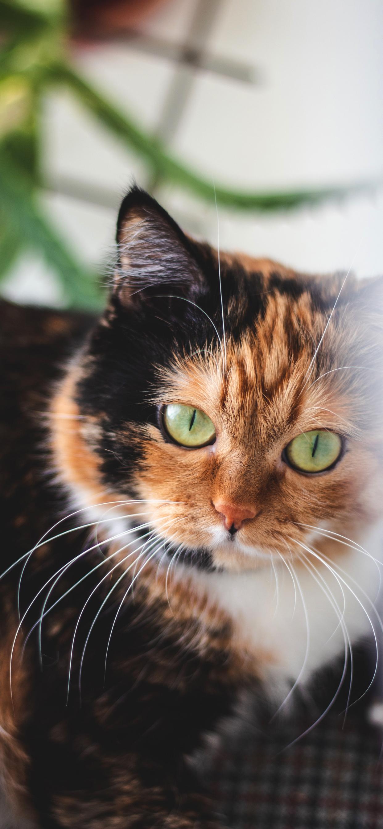 1242x2688 Cute Cat Wallpaper