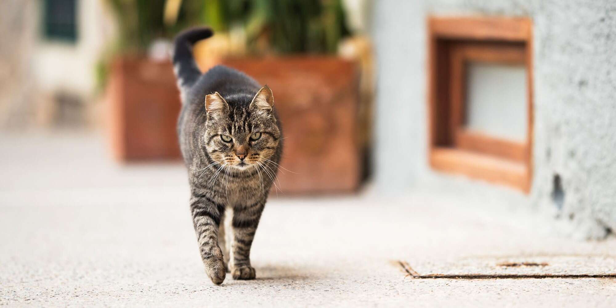 2000x1000 What Is a Feral Cat? How Are They Different Than Stray Cats?