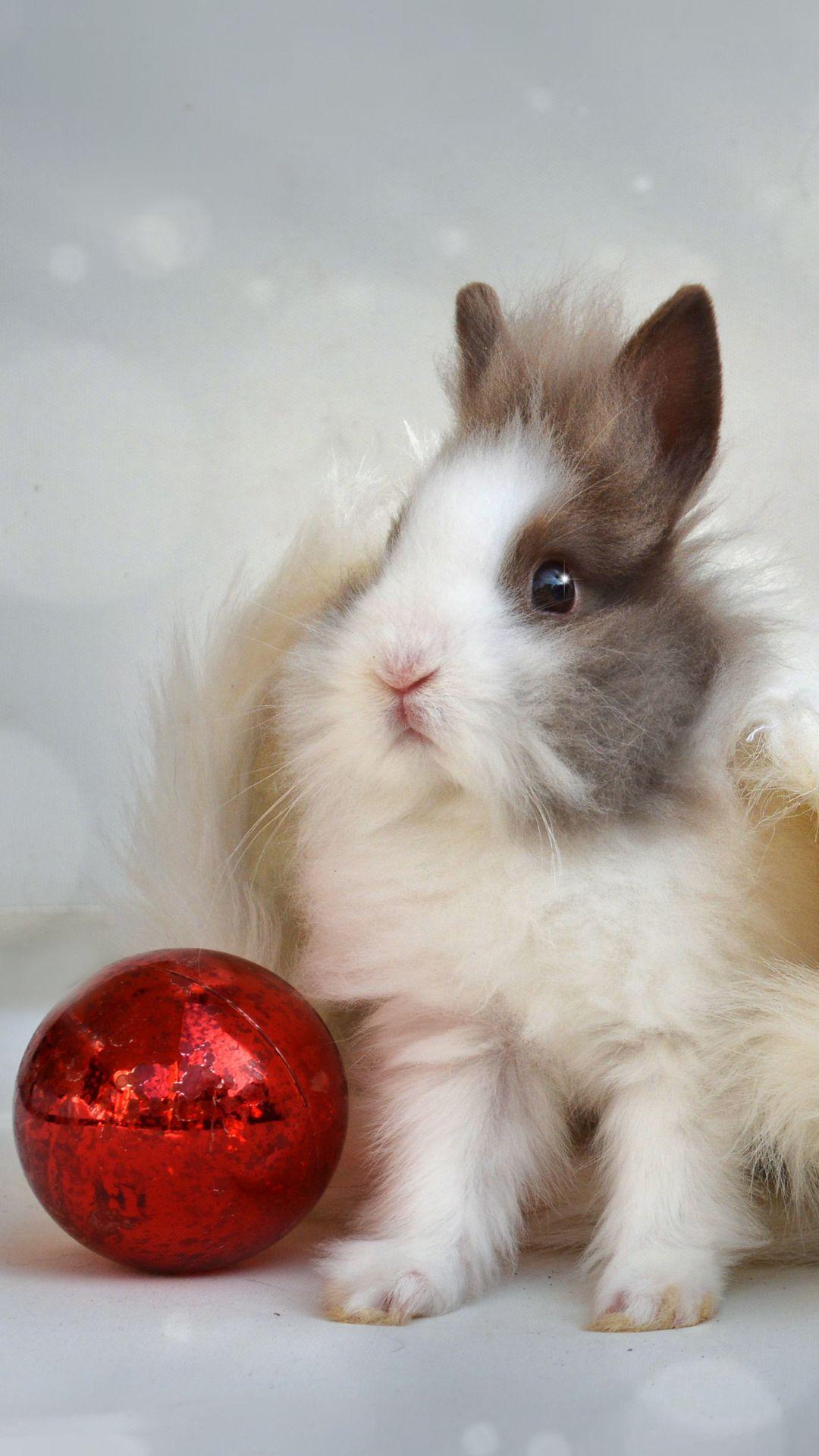 1080x1920 Download wallpaper 1080x1920 rabbit, new year, ball samsung galaxy s s note, sony xperia z, z z z htc one, lenovo vibe HD background