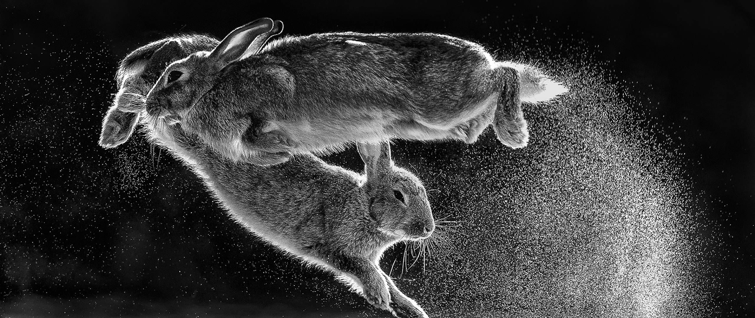 2560x1080 Jumping Rabbits 2560x1080 Resolution Wallpaper, HD Animals 4K Wallpaper, Image, Photo and Background