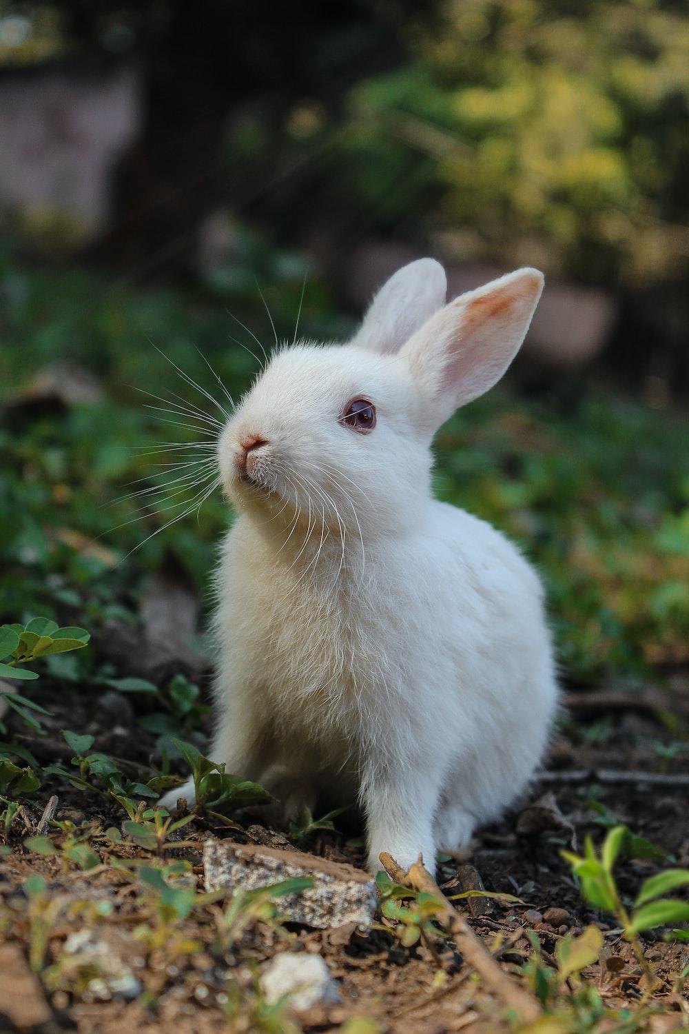 1000x1500 Bunny Picture [HQ]. Download Free Image