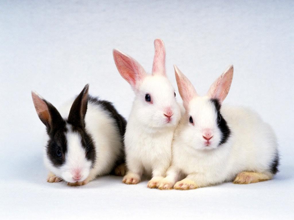 1024x768 Rabbits enjoy fame in Lunar New Year.com.cn