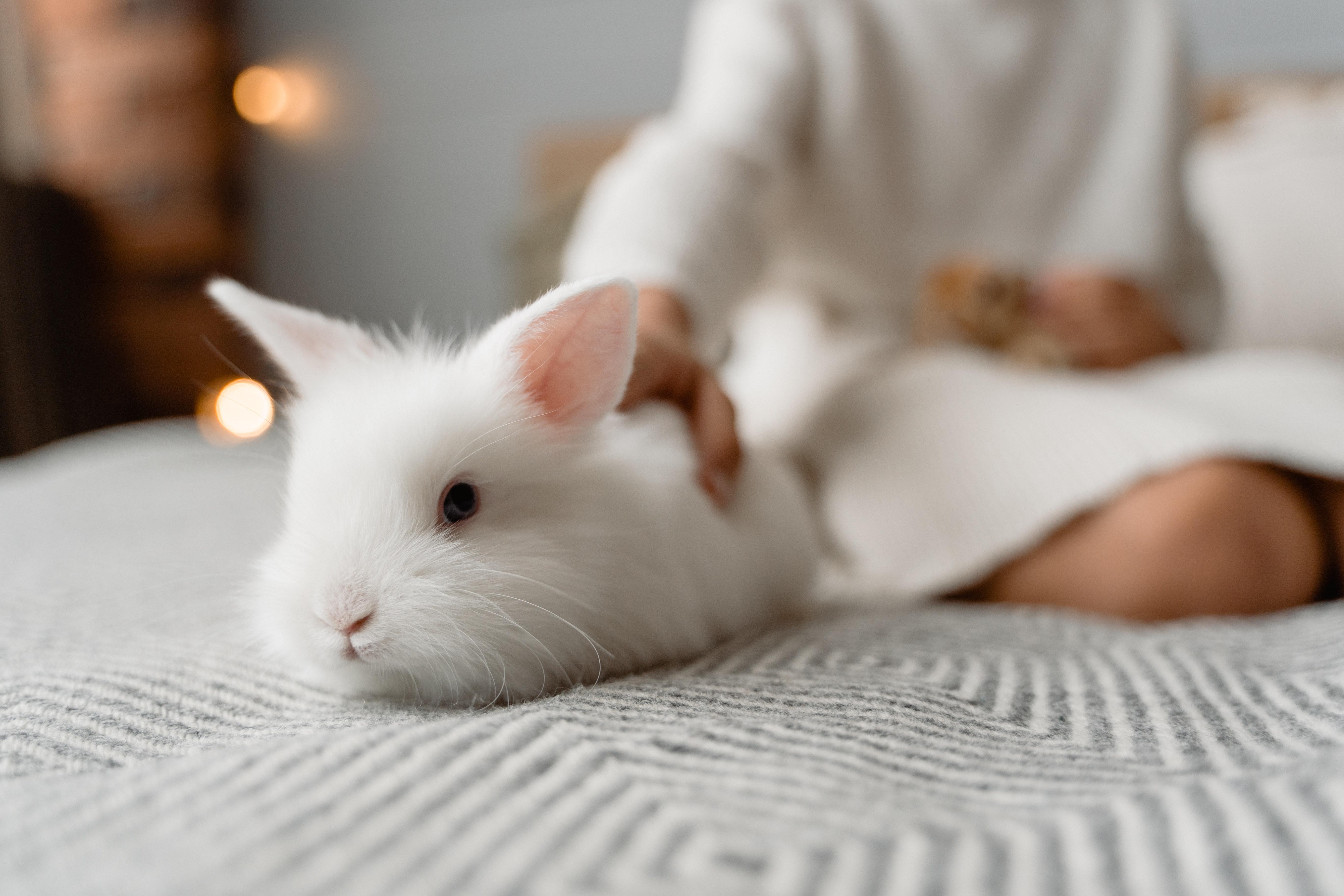 5478x3652 Rabbit Photo, Download Free Rabbit & HD Image