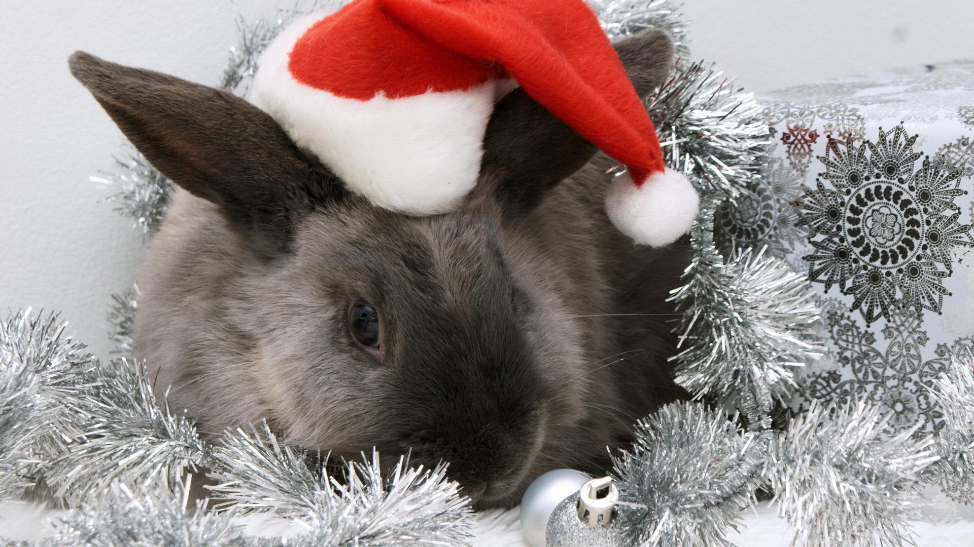 1920x1080 1920x1080 New year, rabbit, hat
