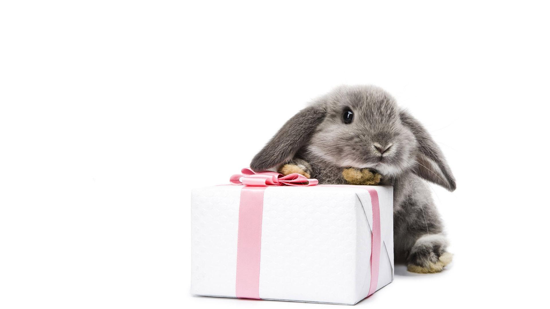 1920x1080 Download Wallpaper 1920x1080 rabbit, box, gift, new year Full HD 1080p HD Background