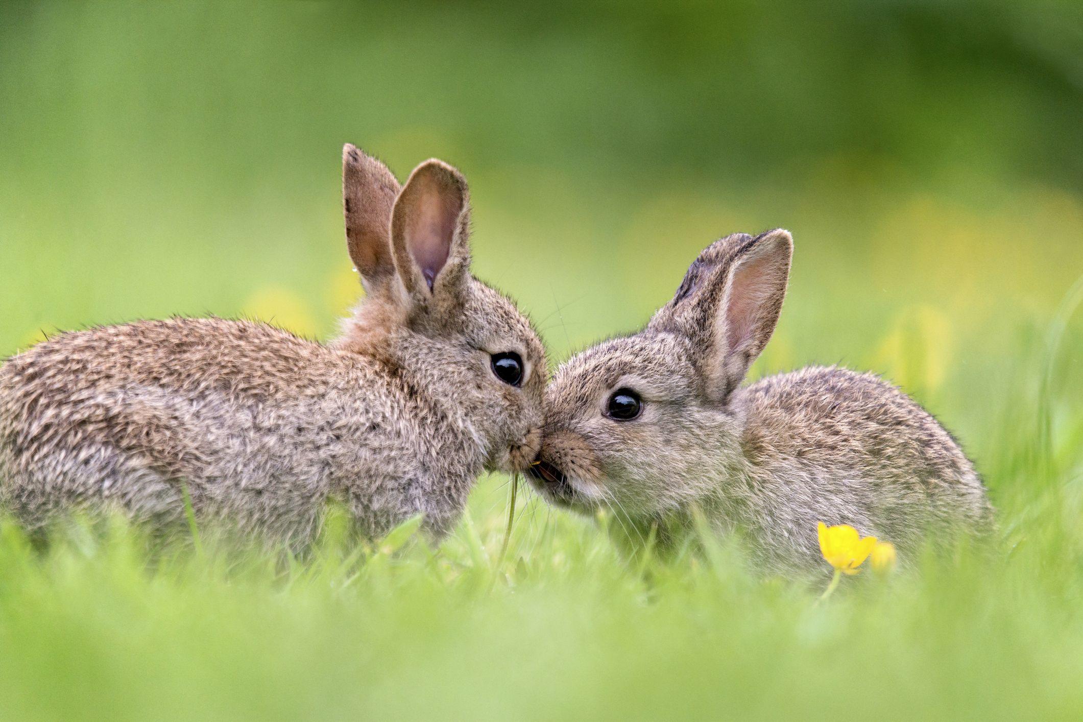 2121x1414 Rabbit Rabbit! The Meaning Behind the Good Luck Superstition