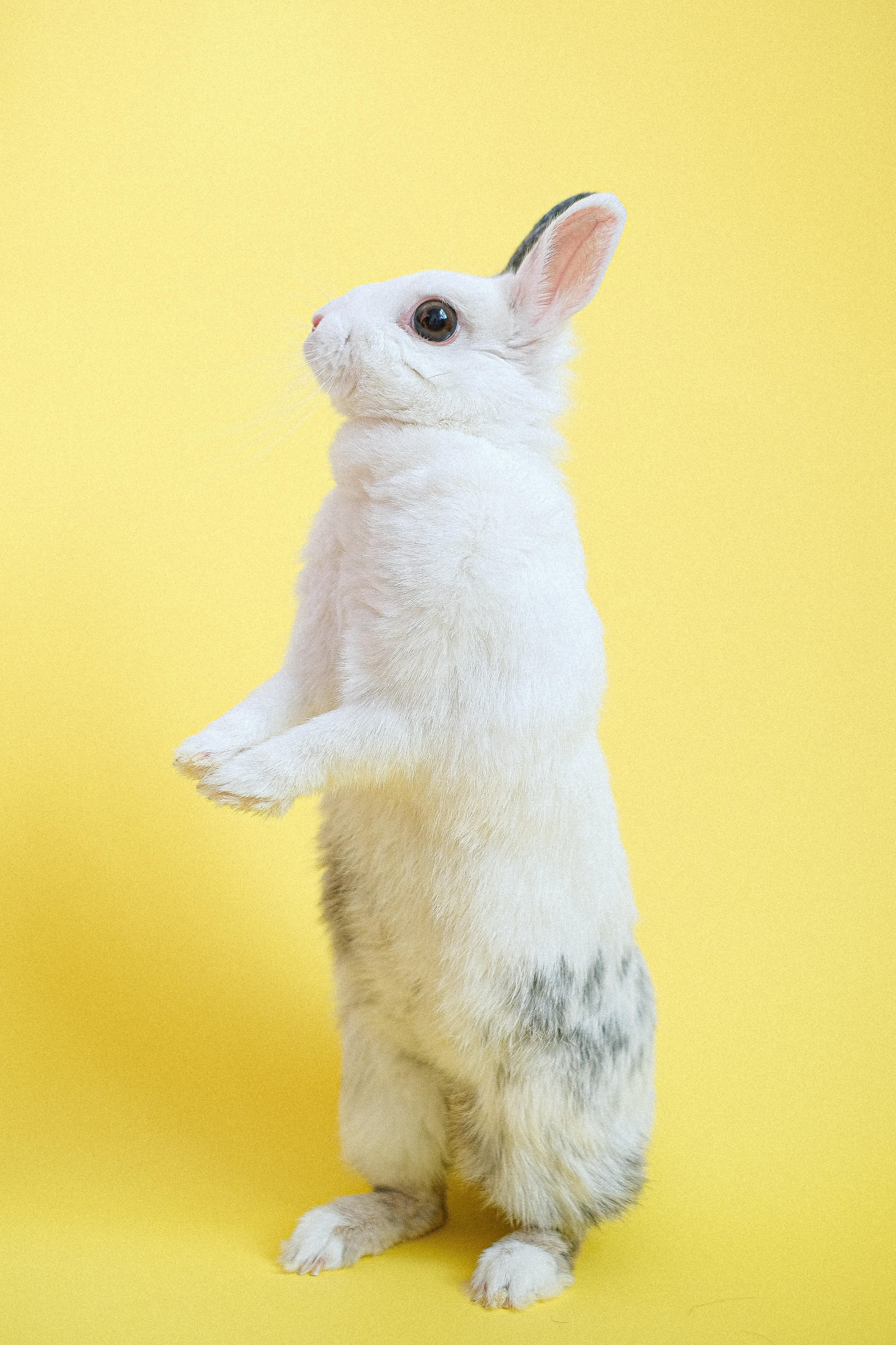 3837x5756 Rabbit Photo, Download Free Rabbit & HD Image