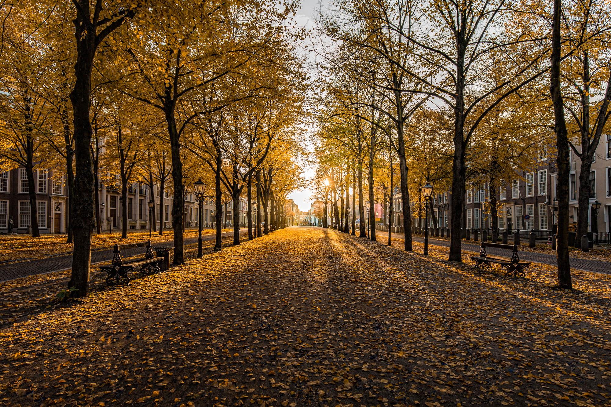 2000x1333 Pathway Surrounded By Trees During Daytime Wallpaper, Golden Hour, The Hague