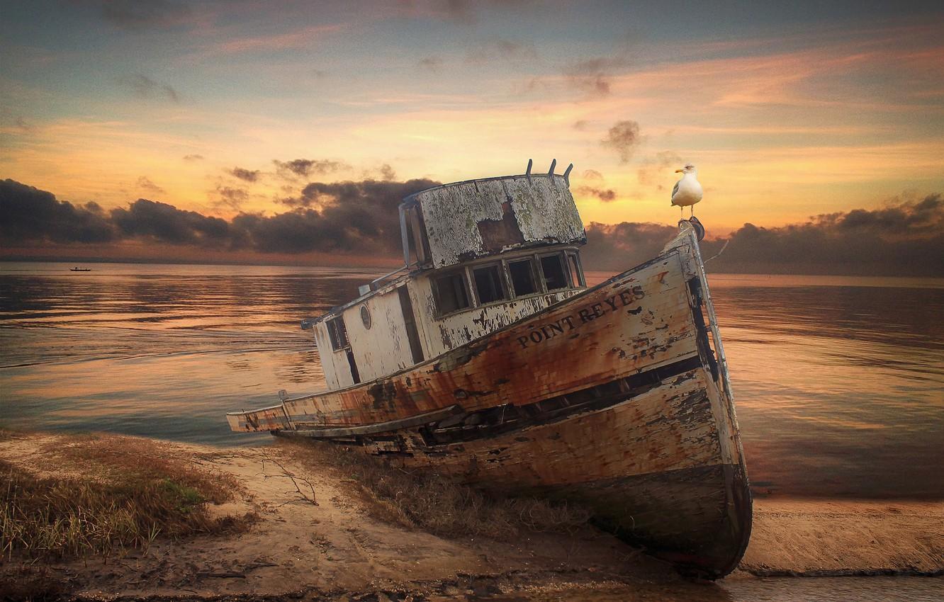 1332x850 Wallpaper sunset, bird, shore, boat, Seagull, boat, pond, old, sunken image for desktop, section рендеринг