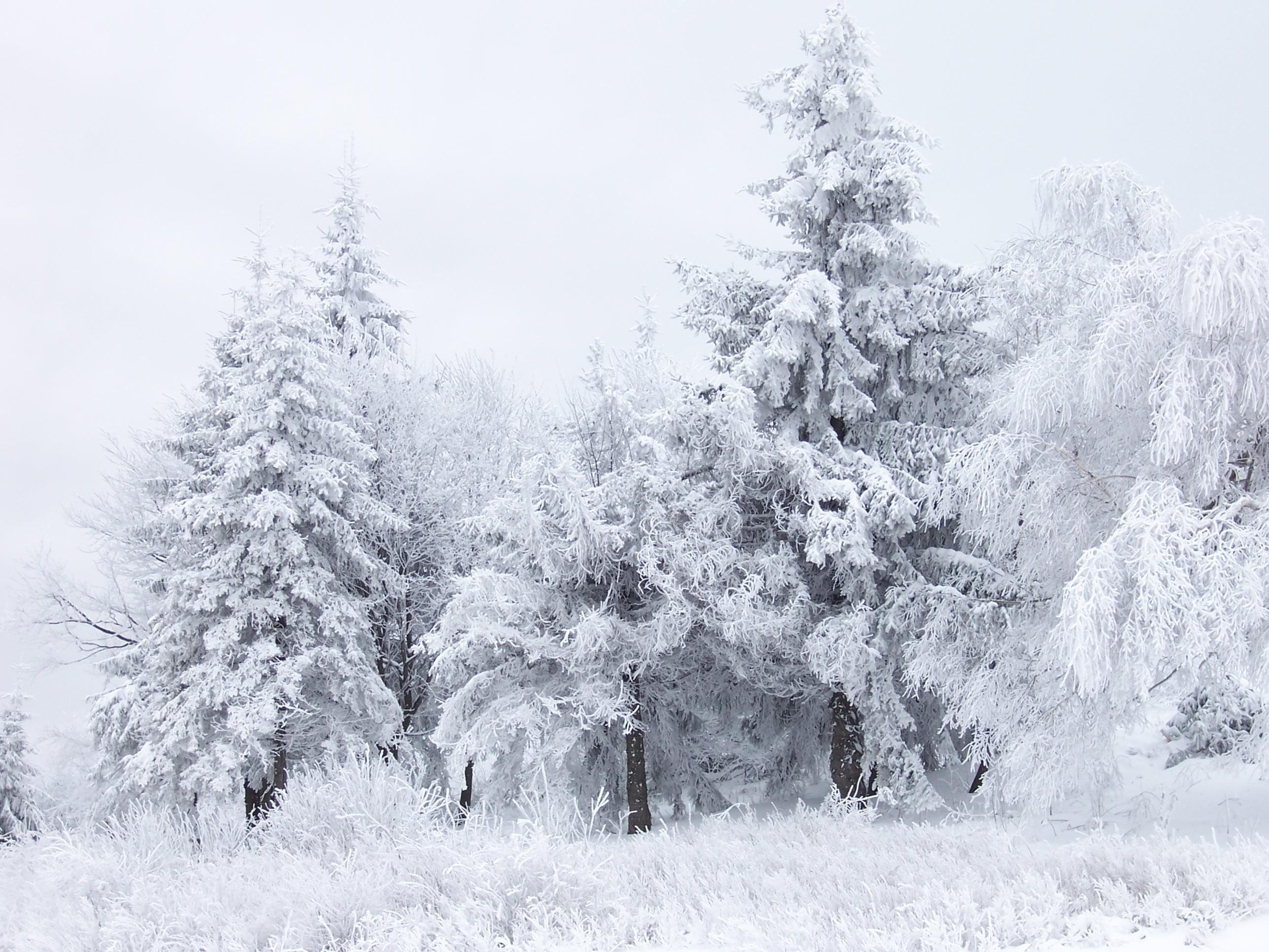 2576x1932 best let it snow image. Snow scenes, Winter scenes and Winter snow