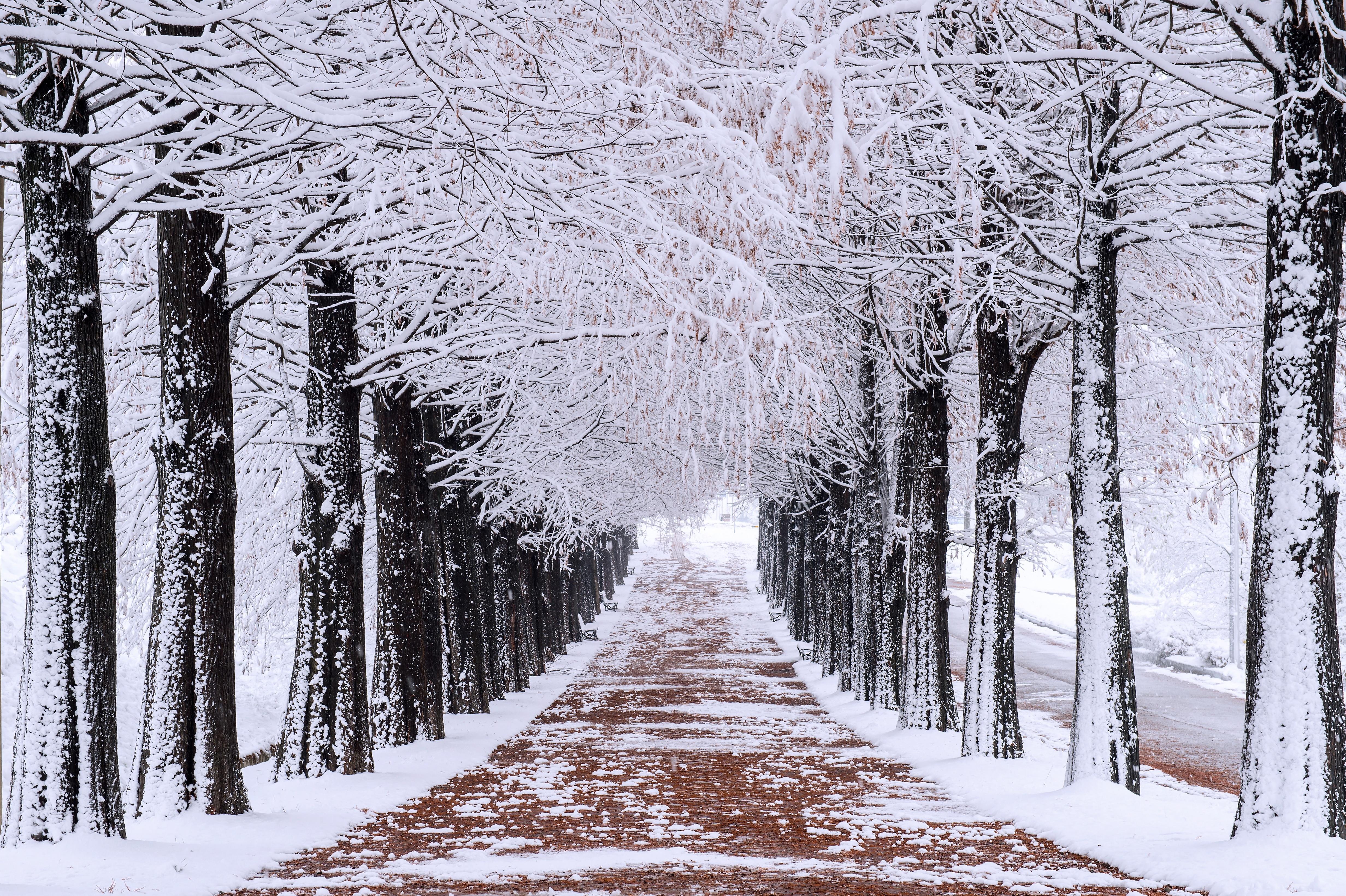 4928x3280 Photography Park 4K, Winter, Snow Gallery HD Wallpaper